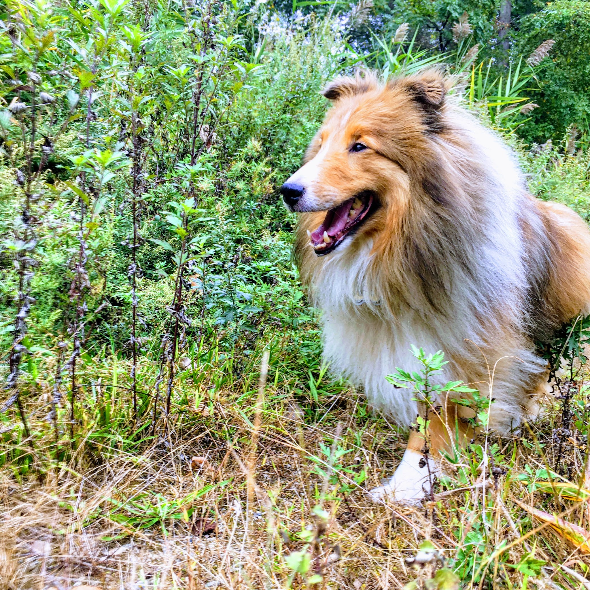 Dogs 'N Motion - ,