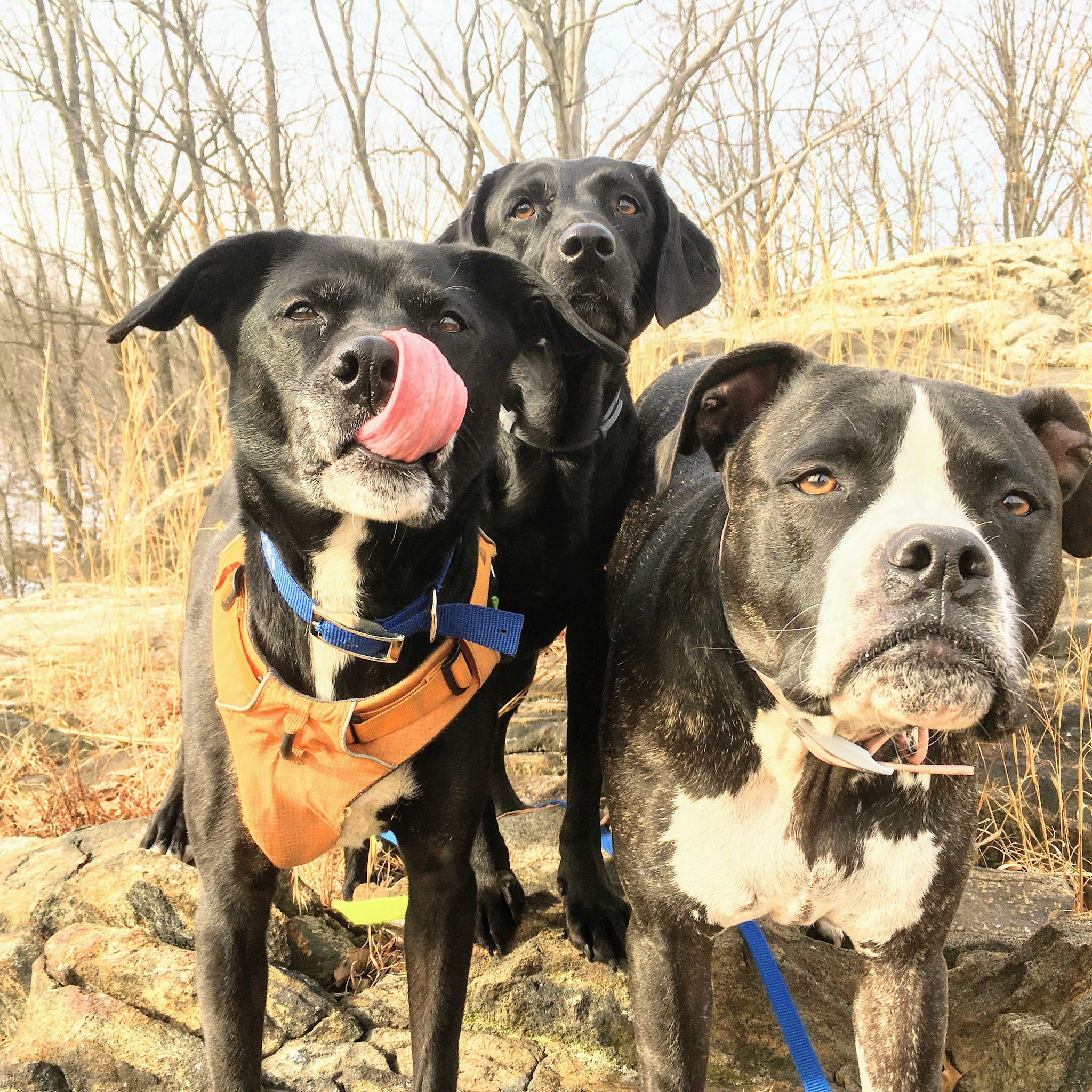 Dogs 'N Motion - ,