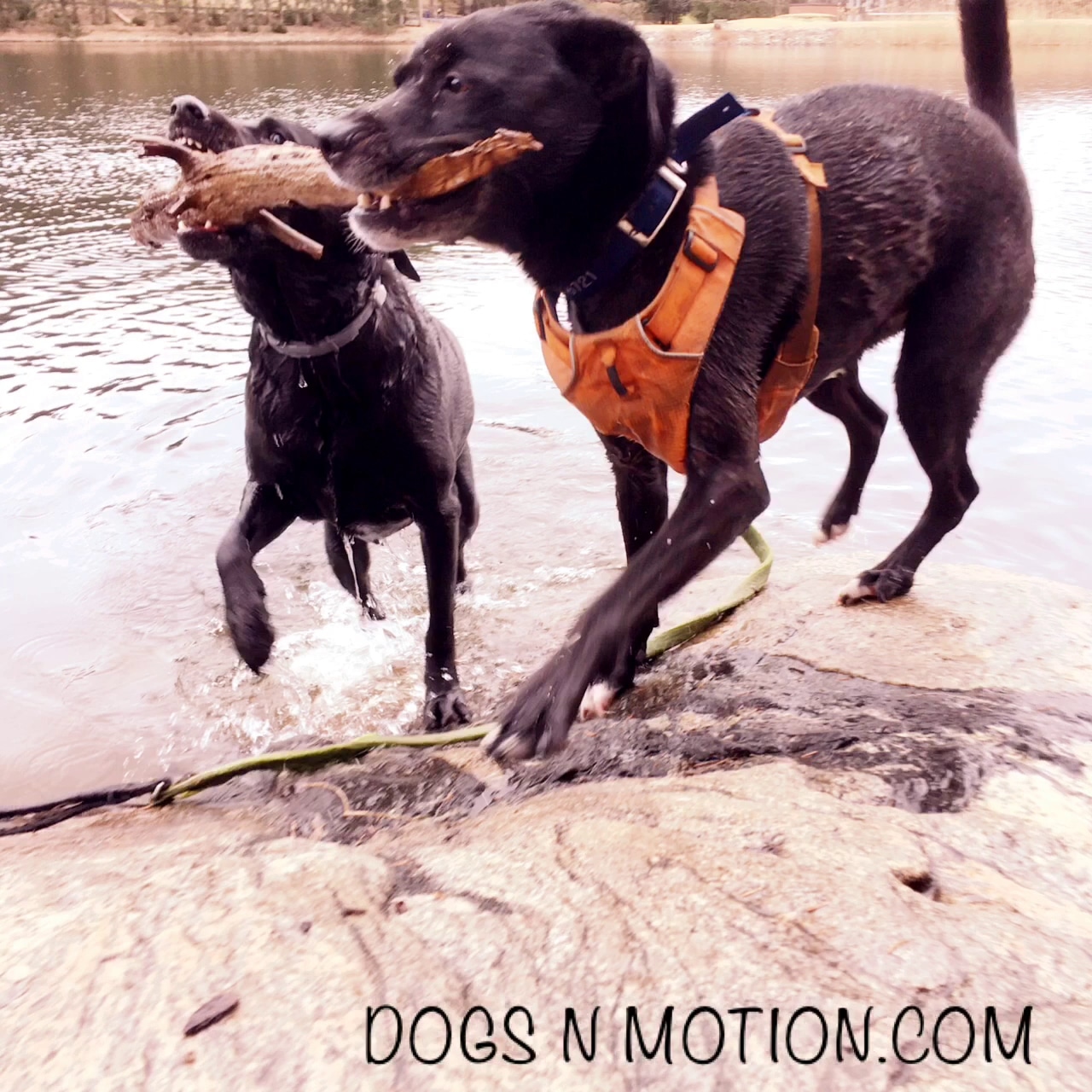 Dogs 'N Motion - ,