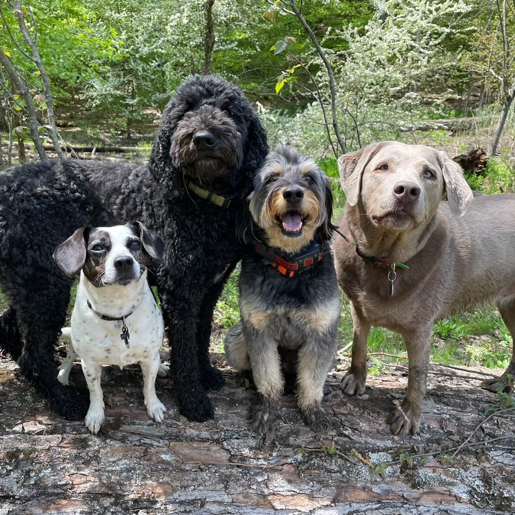 Dogs 'N Motion - ,