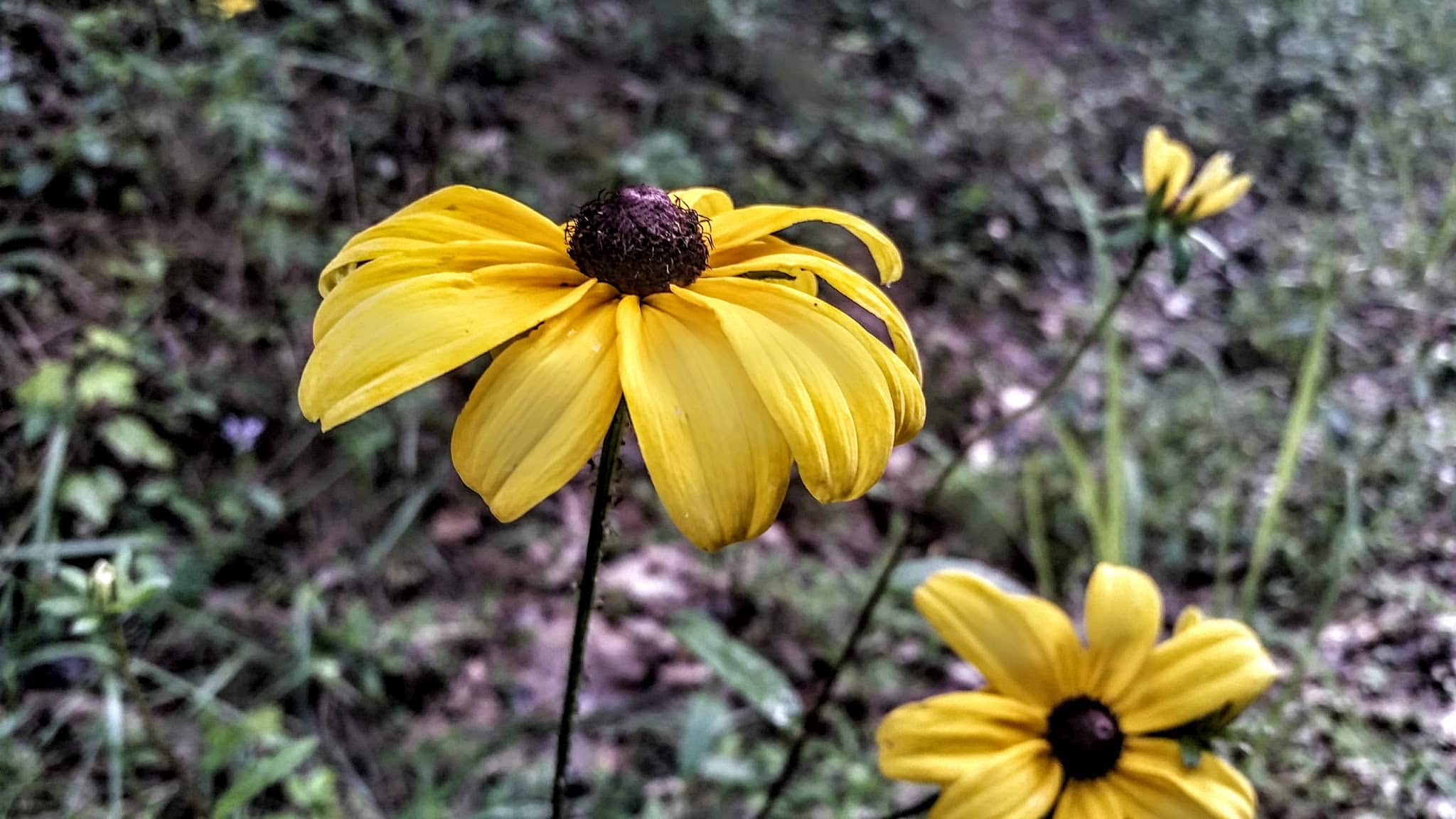 Dora Walking Track - Dora, AL