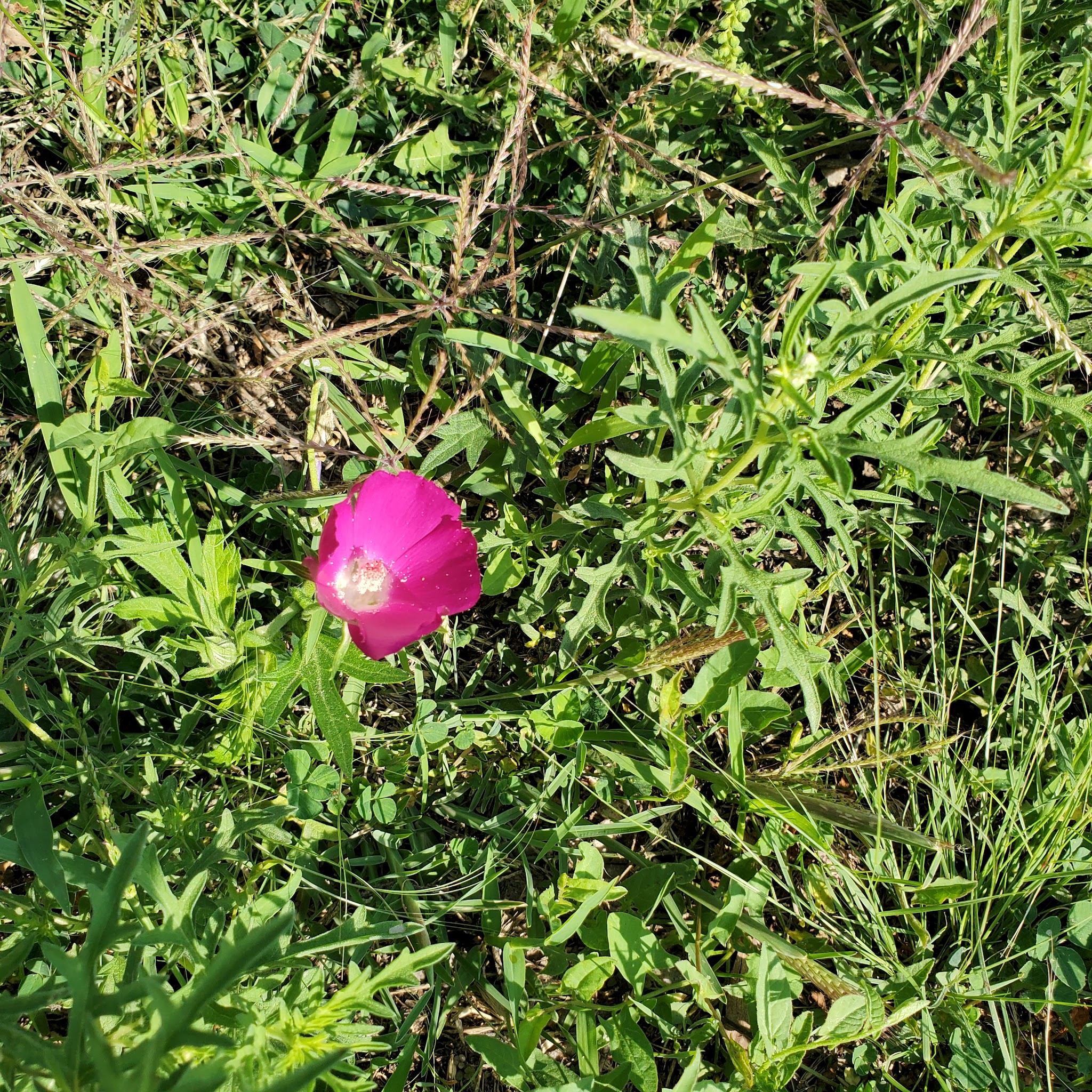 Campsite F13, Minooka Recreation Area - Dorrance, KS