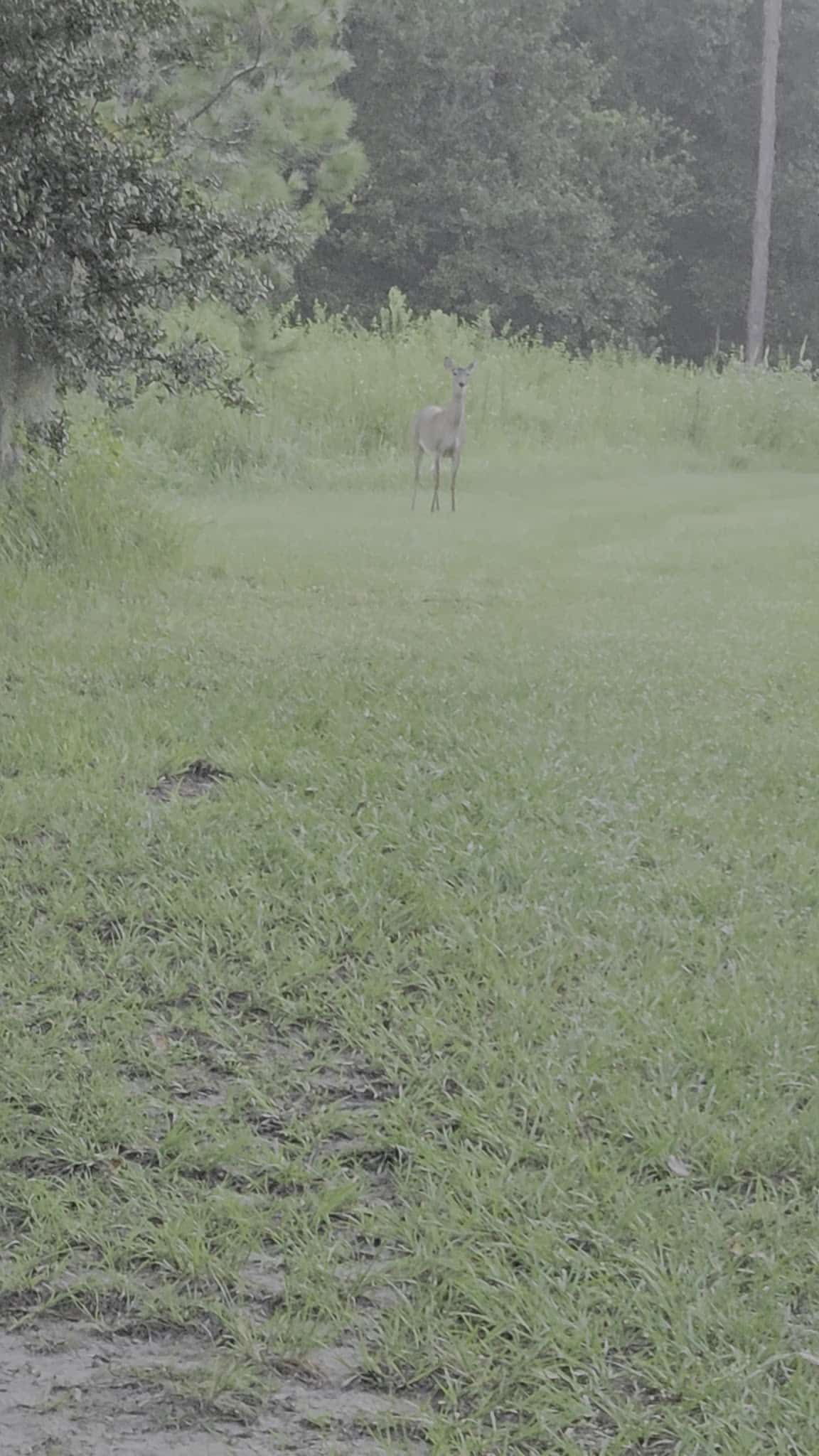 Dover Horse Trails - Dover, FL