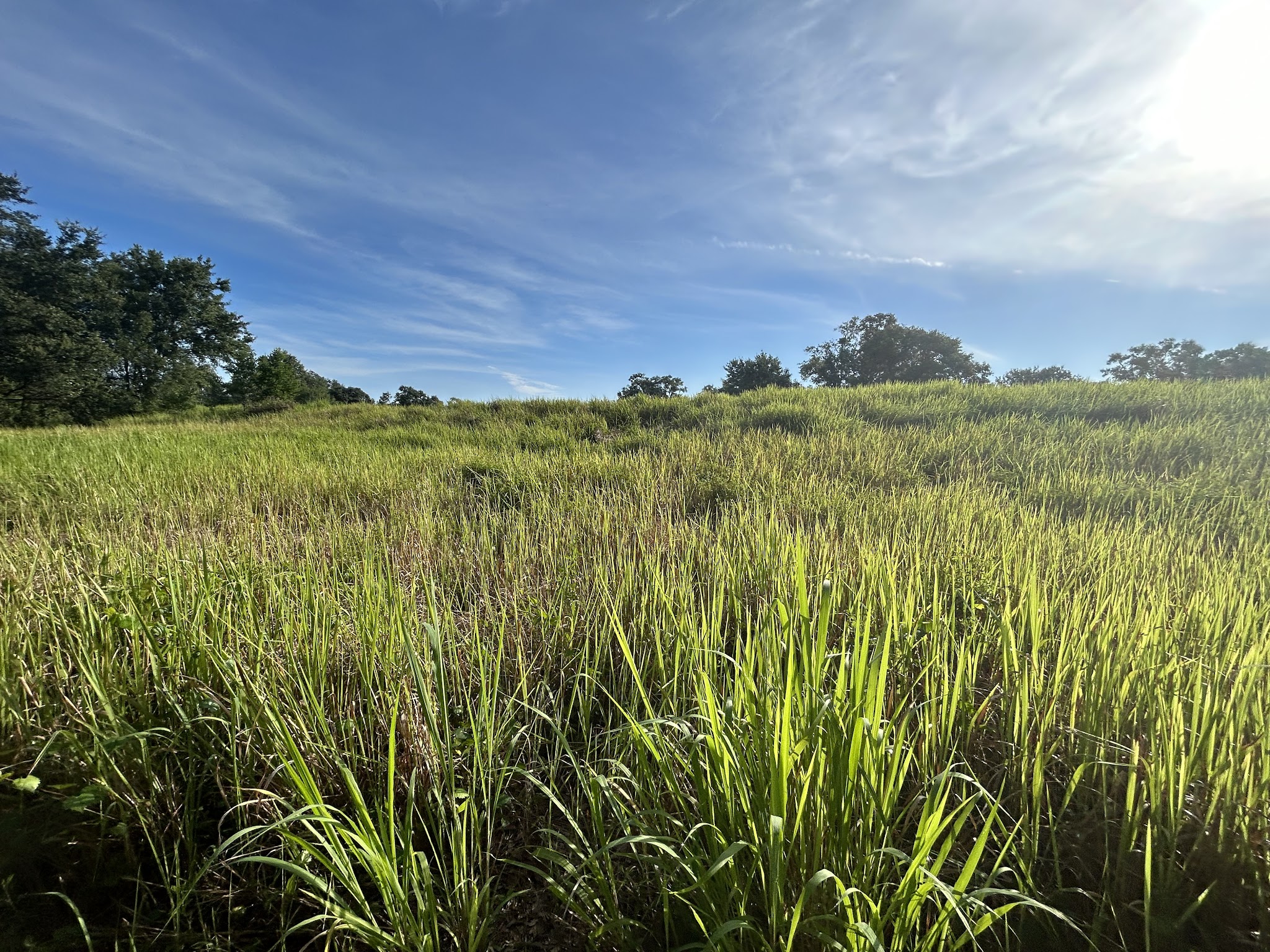 Dover Horse Trails - Dover, FL