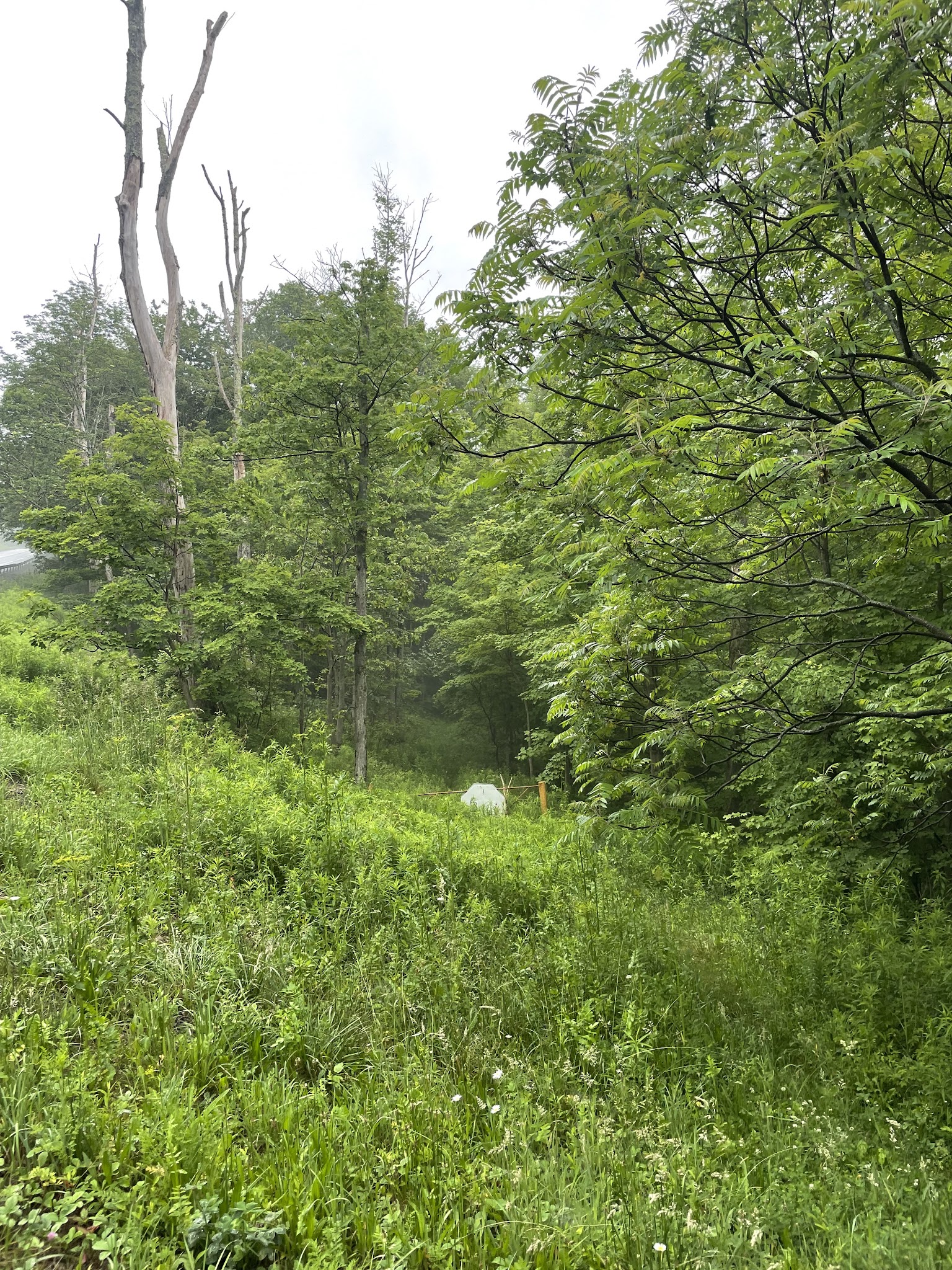 Cat Hollow Trail Head Parking - Downsville, NY