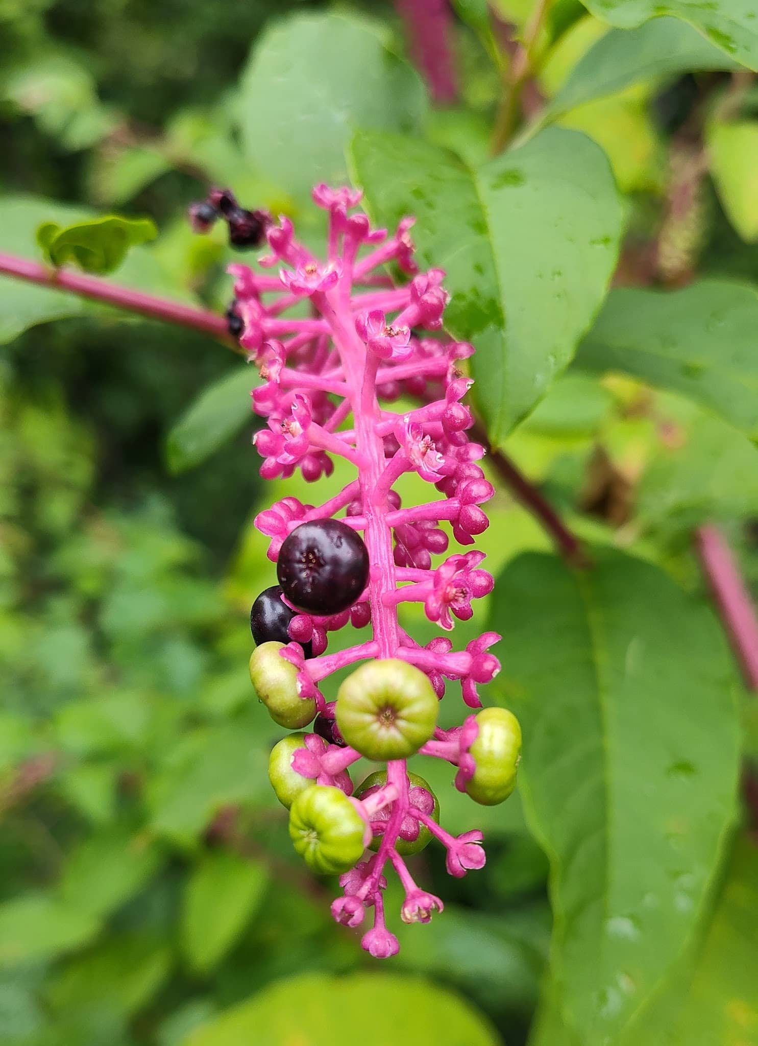 Twining Valley Park - Dresher, PA