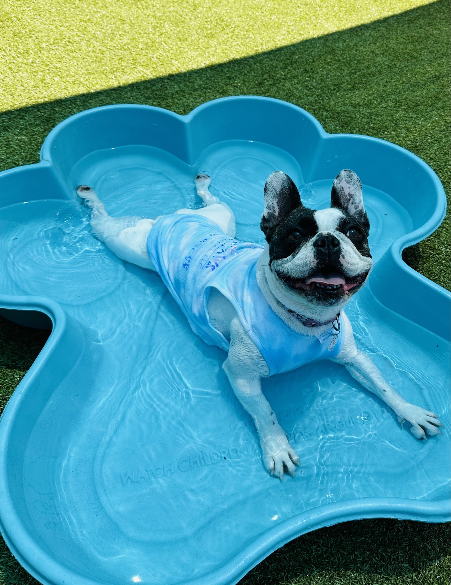 Petite Paws Pet Hotel - Dubach, LA
