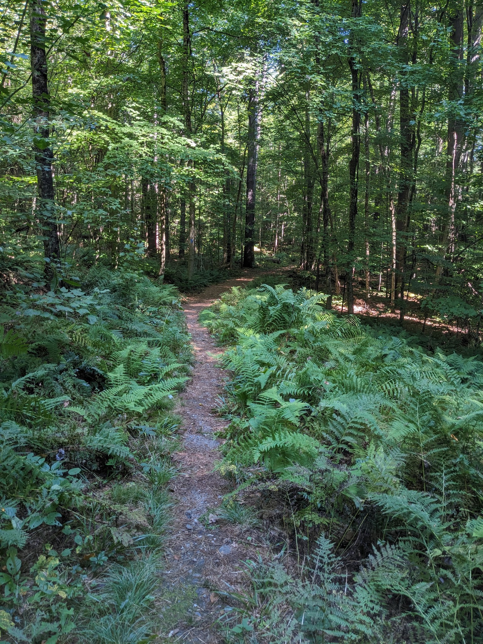 Dutton Pines State Park - Dummerston, VT