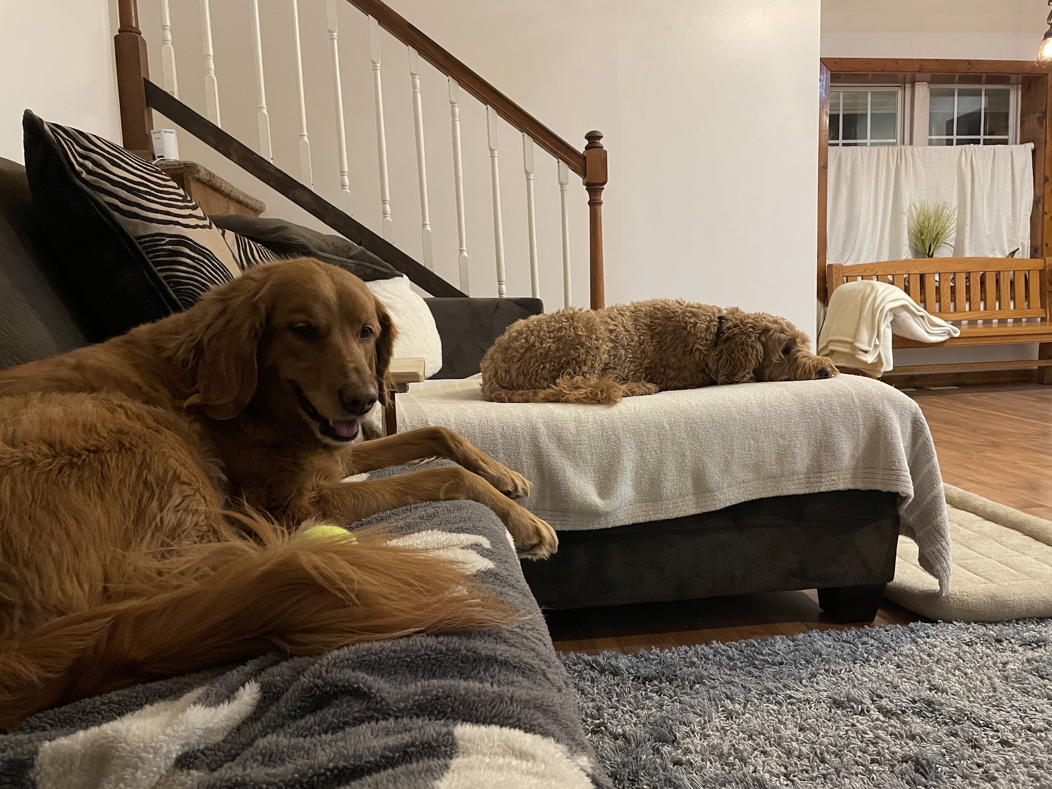 Sugar Run Pet Resort - Duncansville, PA