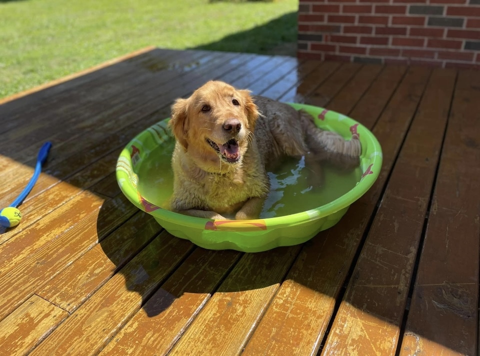 Sugar Run Pet Resort - Duncansville, PA