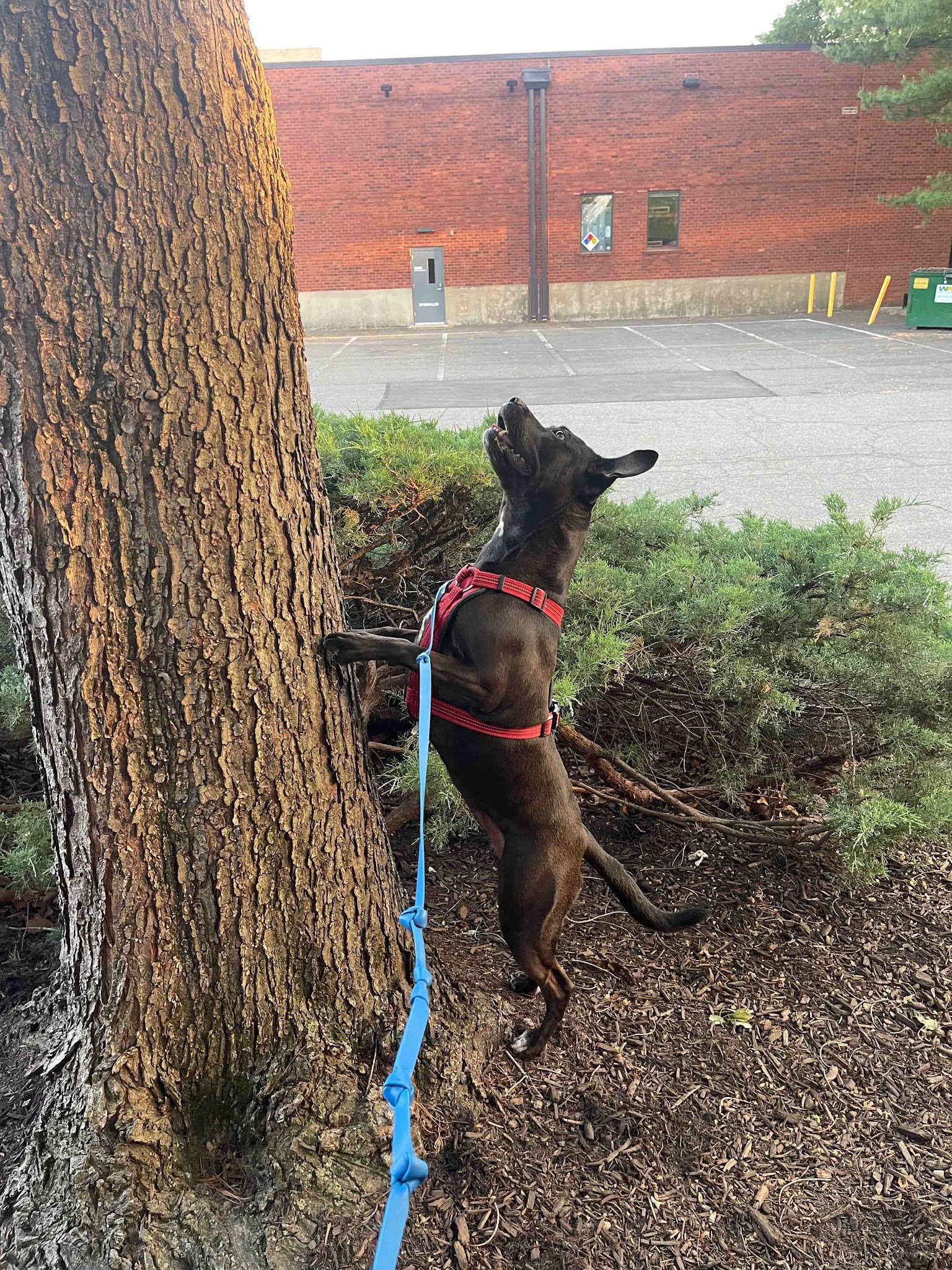 Dunn Loring Dog Walking - ,