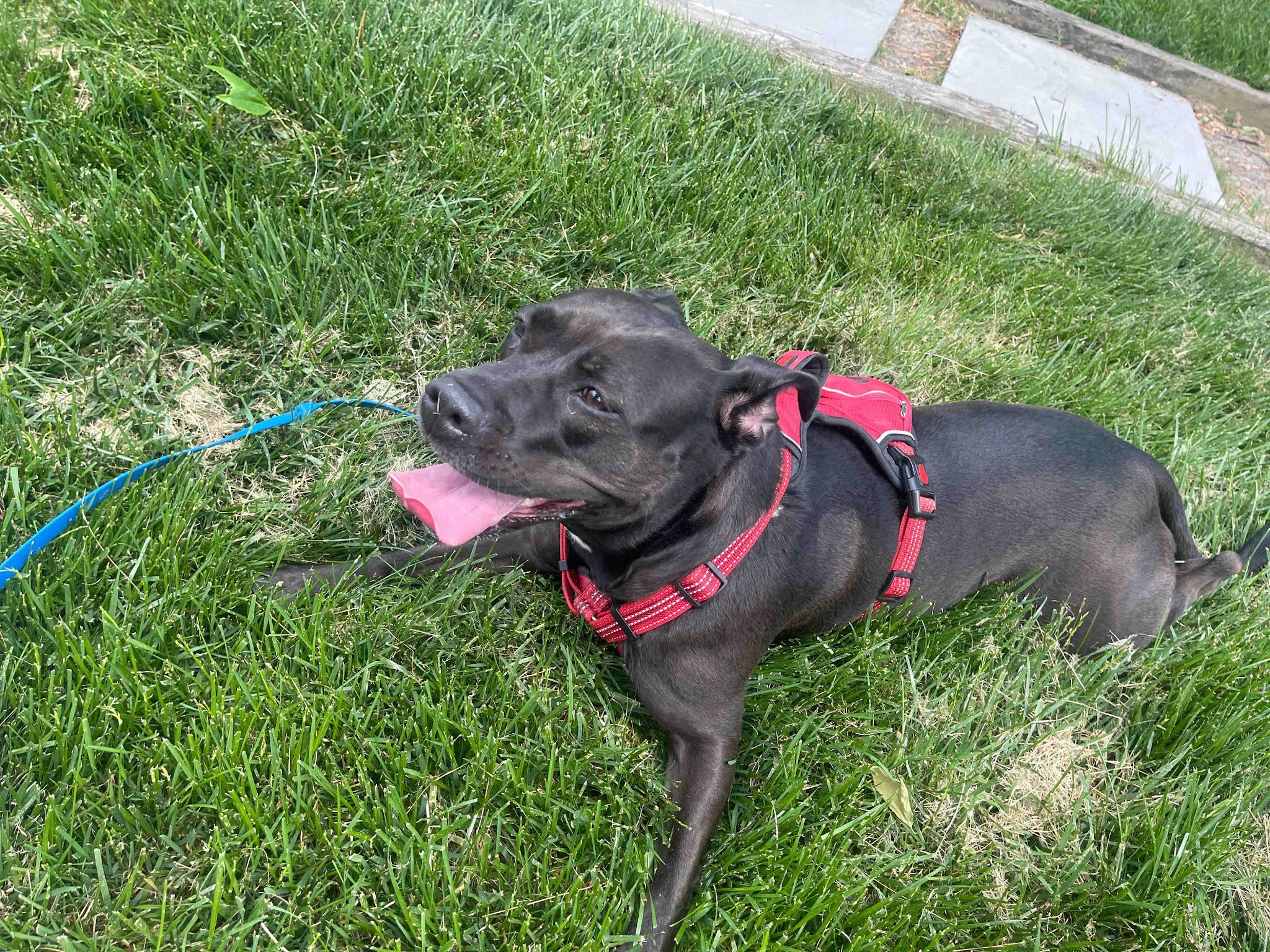 Dunn Loring Dog Walking - ,