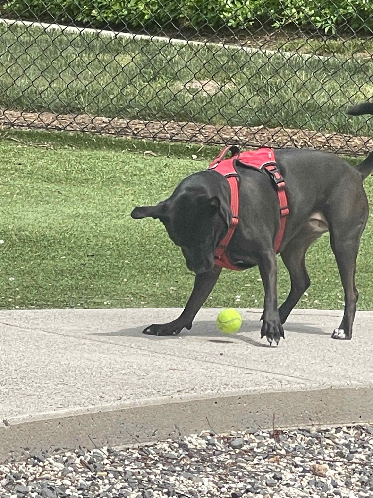 Dunn Loring Dog Walking - ,