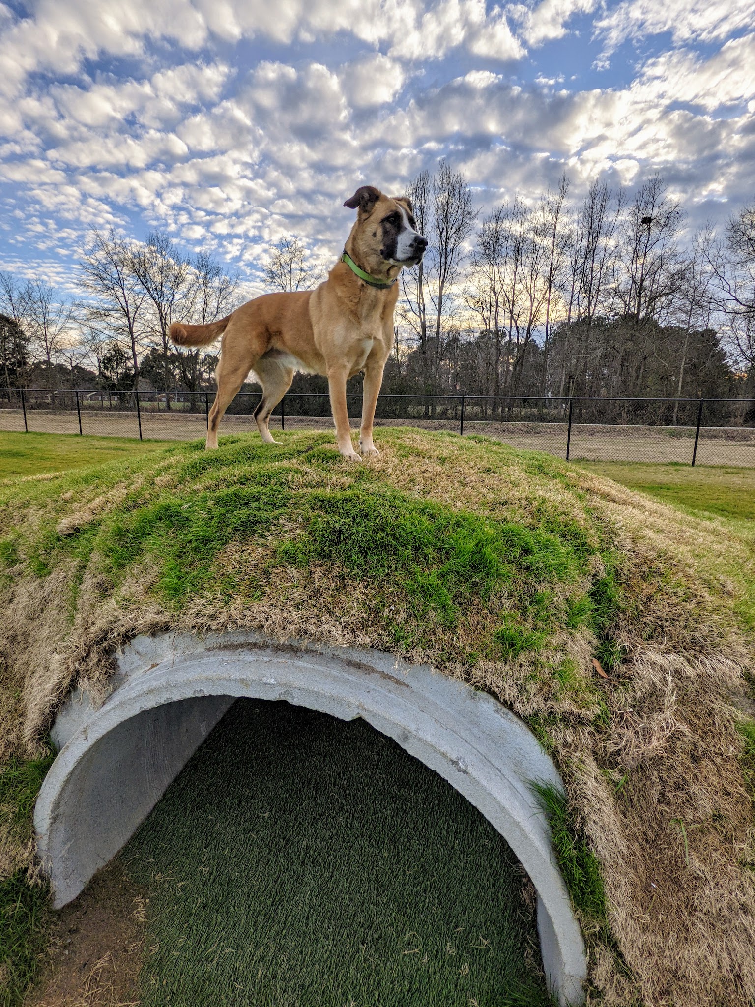 Dunn Dog Park - Dunn, NC