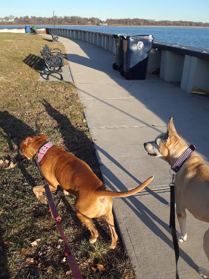 Dusty Trail Dog Walking and Pet Sitting - ,