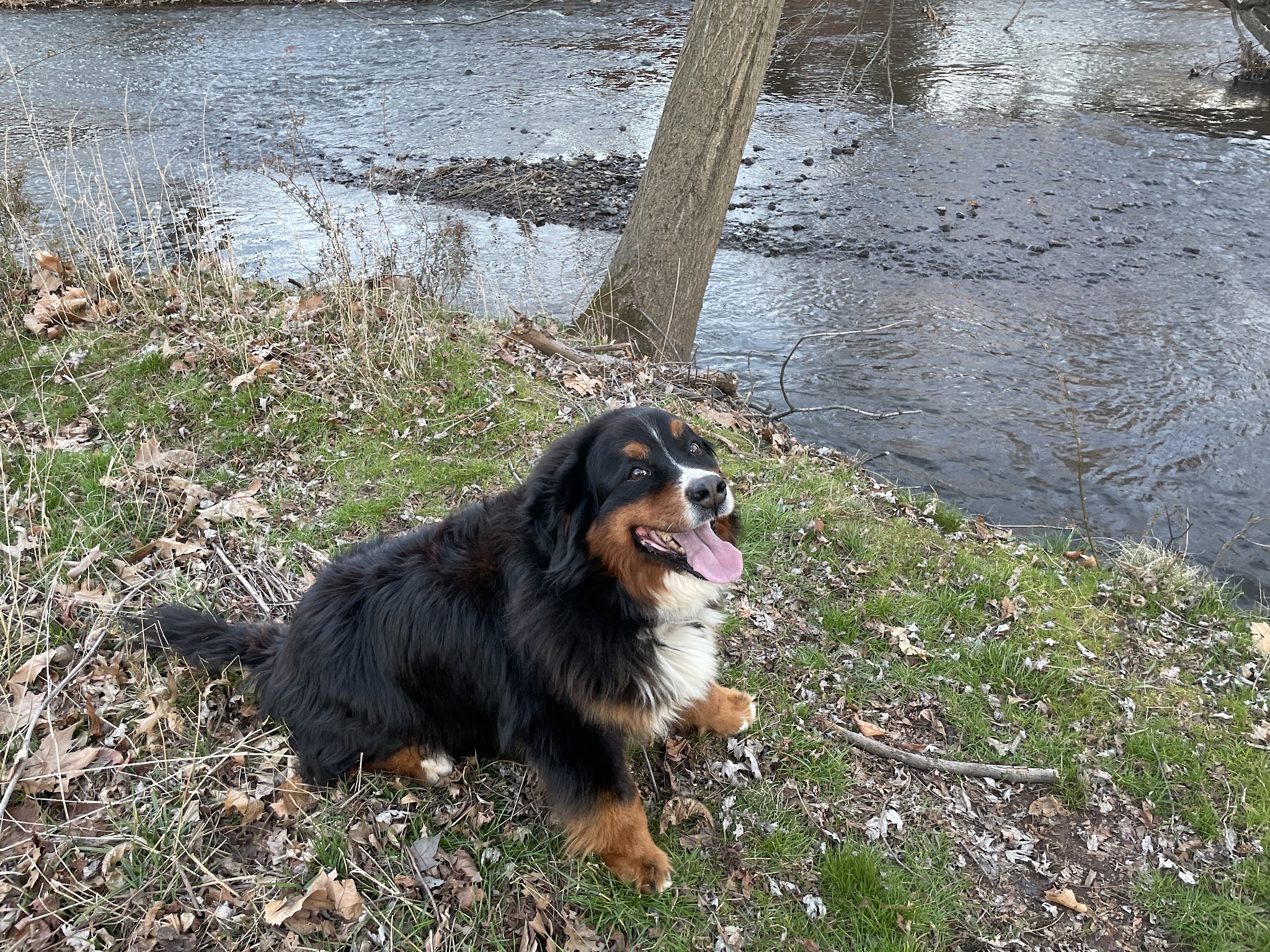 Dusty Trail Dog Walking and Pet Sitting - ,