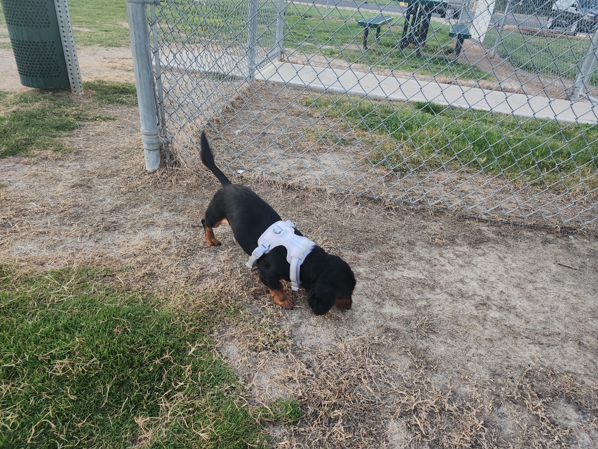 Dog Park at Love's Travel Stops - Dyersburg, TN