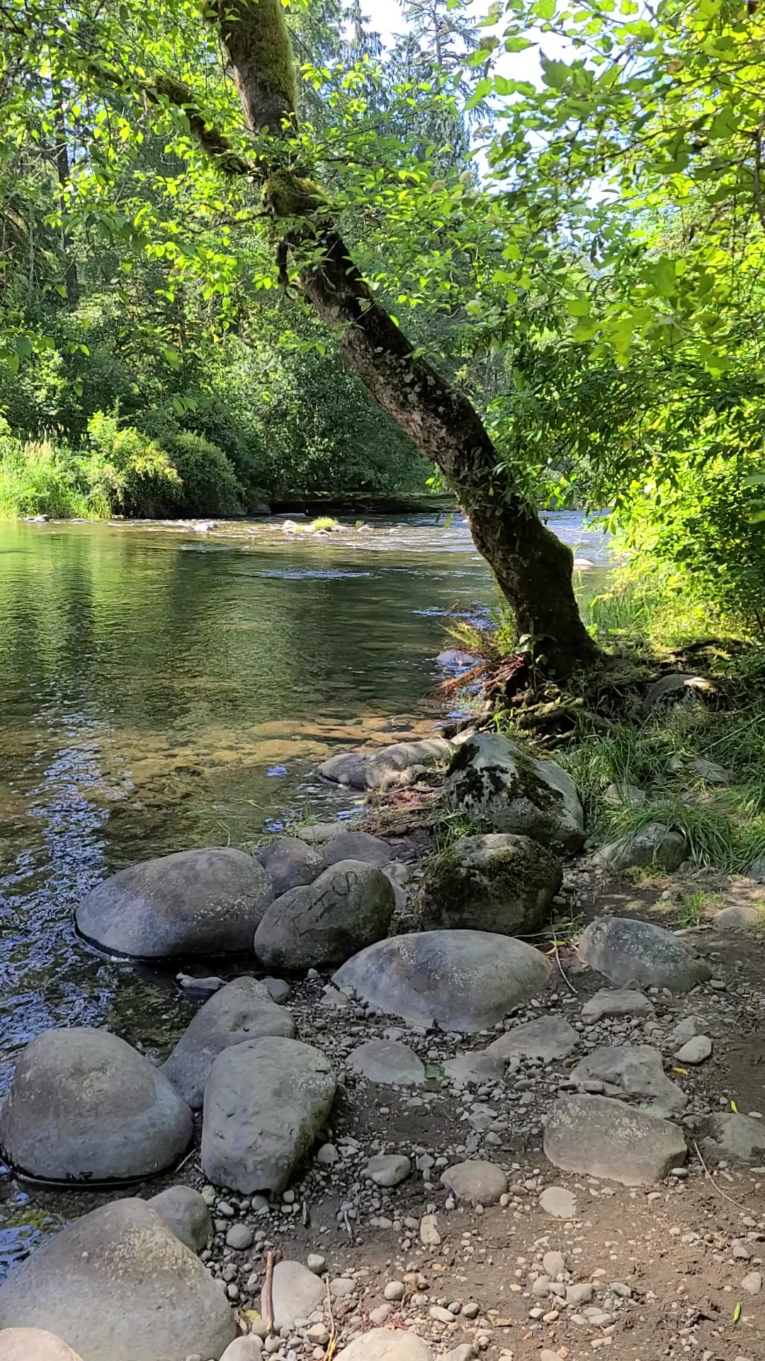 Eagle Fern Park - Eagle Creek, OR