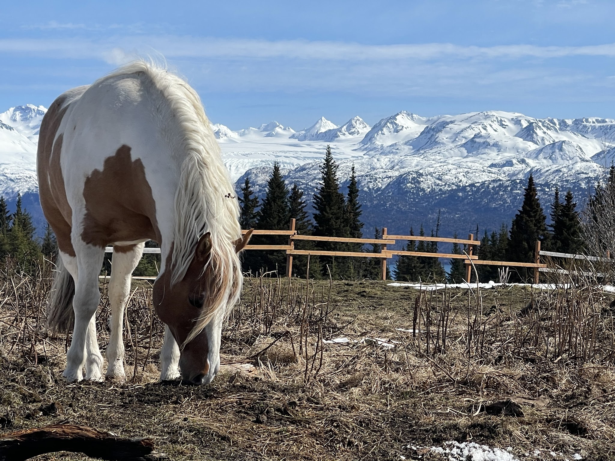 Earth Song Ranch - Natural Horse Supplements, Herbs and Probiotics - ,