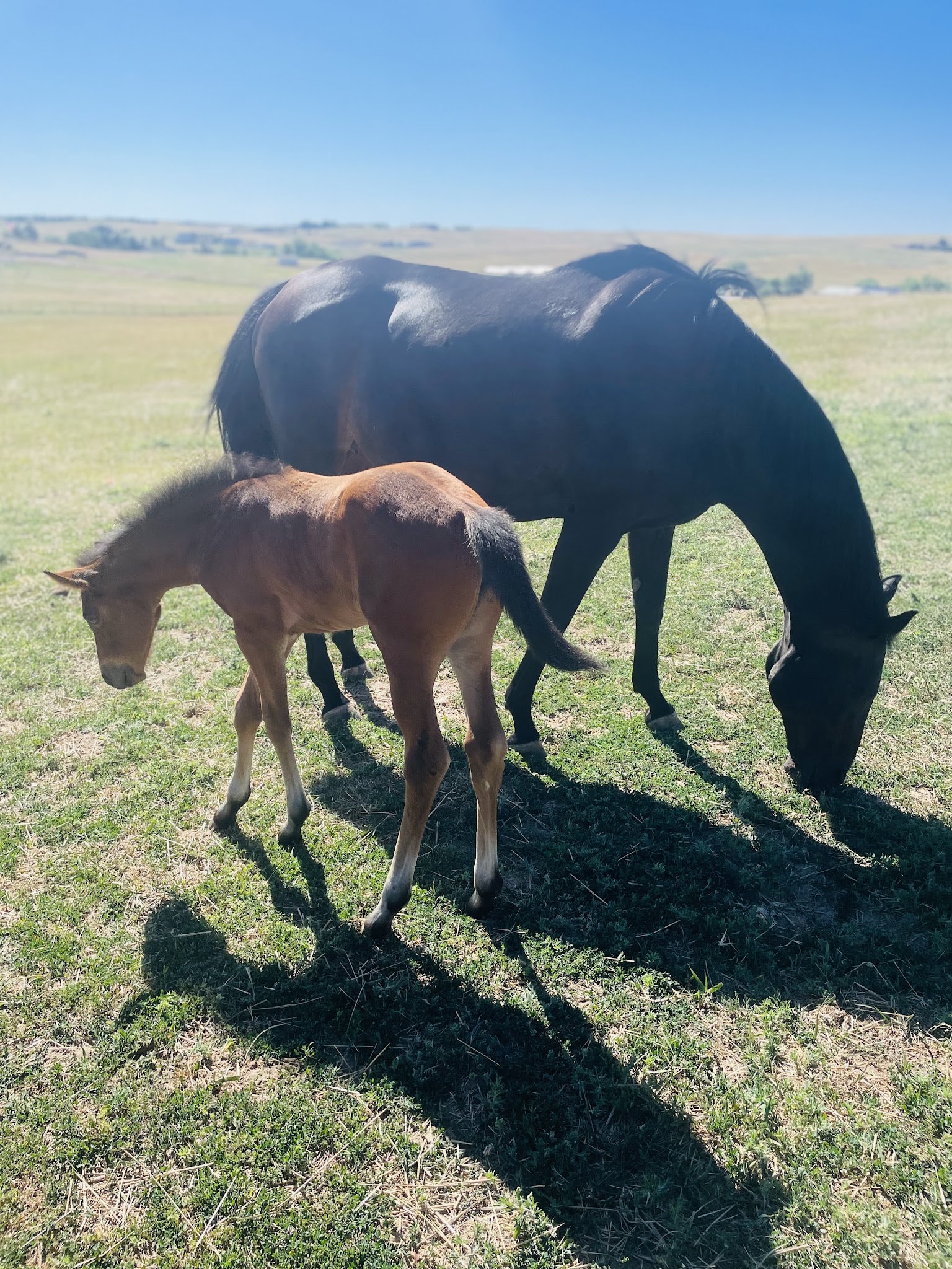 Earth Song Ranch - Natural Horse Supplements, Herbs and Probiotics - ,