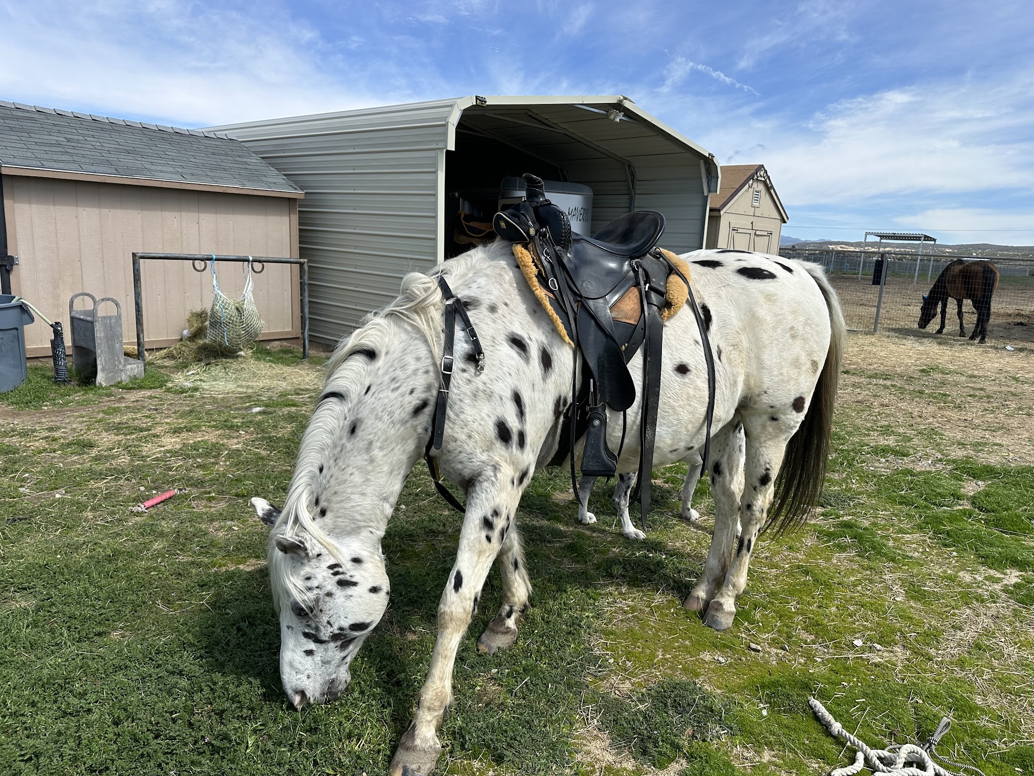 Earth Song Ranch - Natural Horse Supplements, Herbs and Probiotics - ,