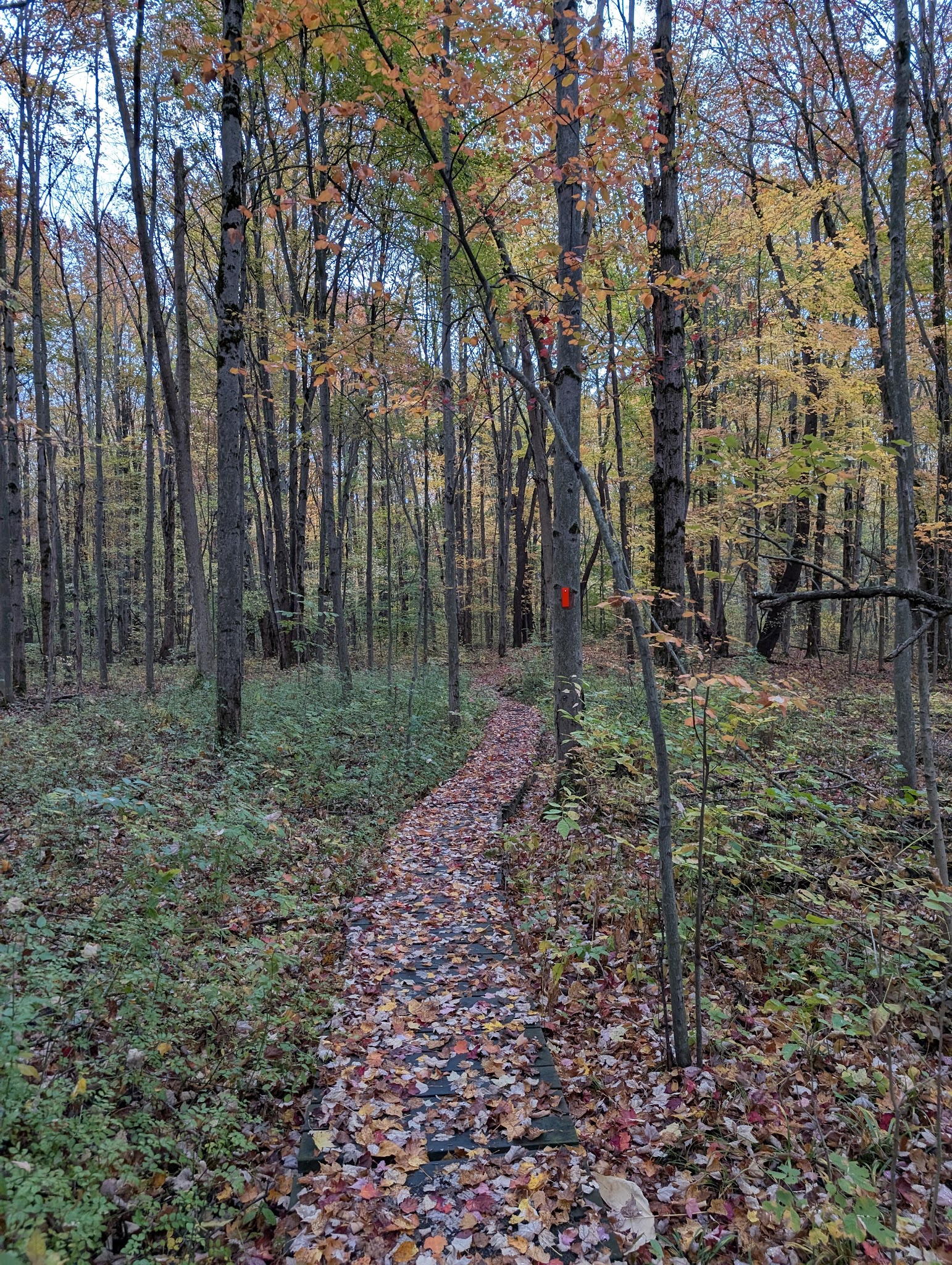 Hunters Creek County Park - East Aurora, NY
