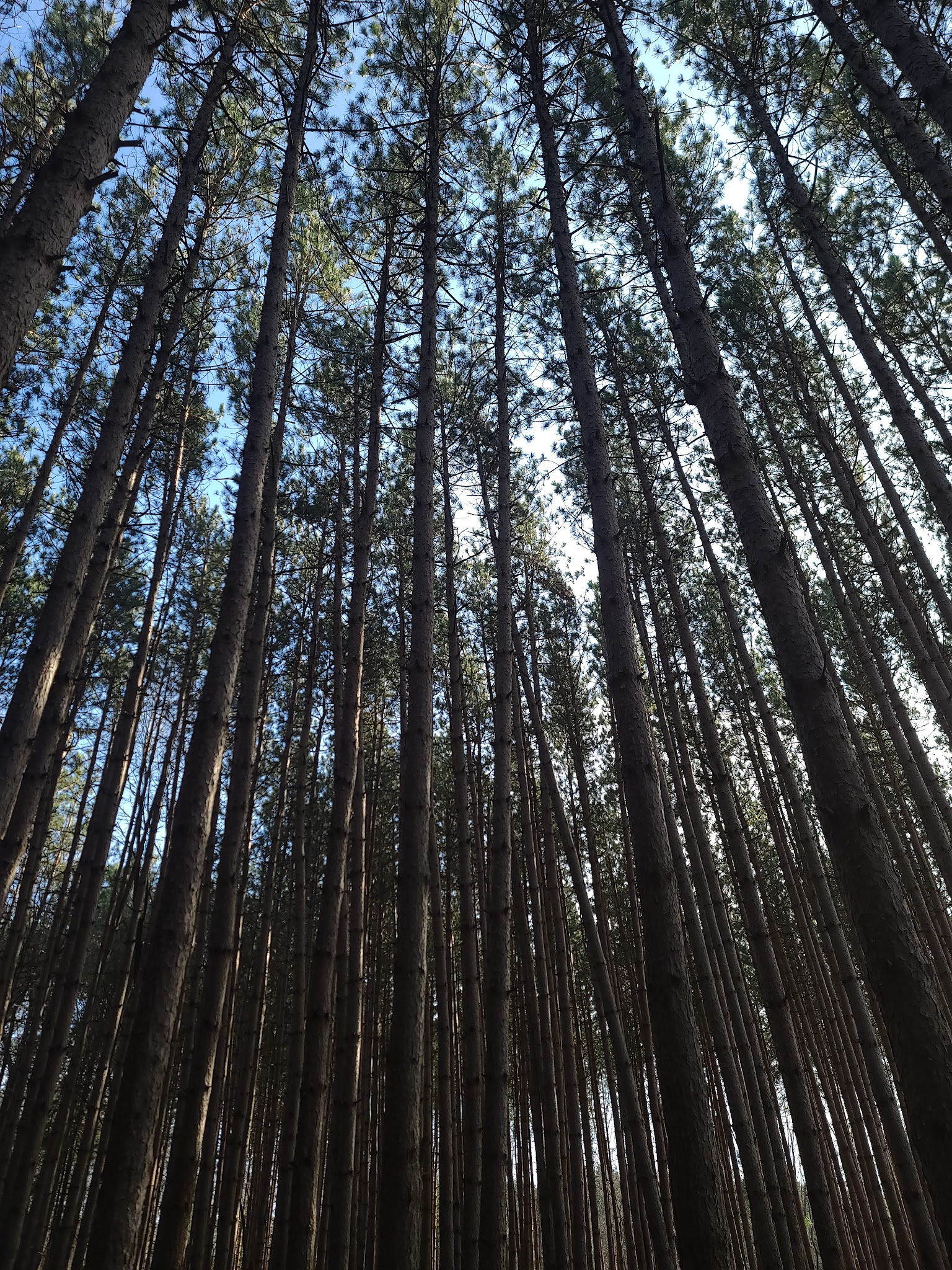 Genesee County Park & Forest - East Bethany, NY