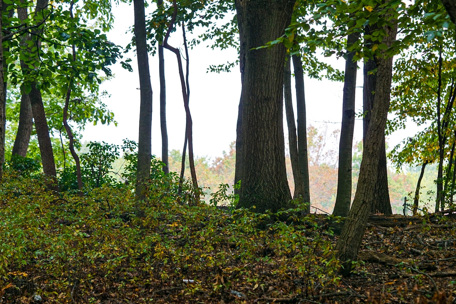 Frost Woods - East Brunswick, NJ