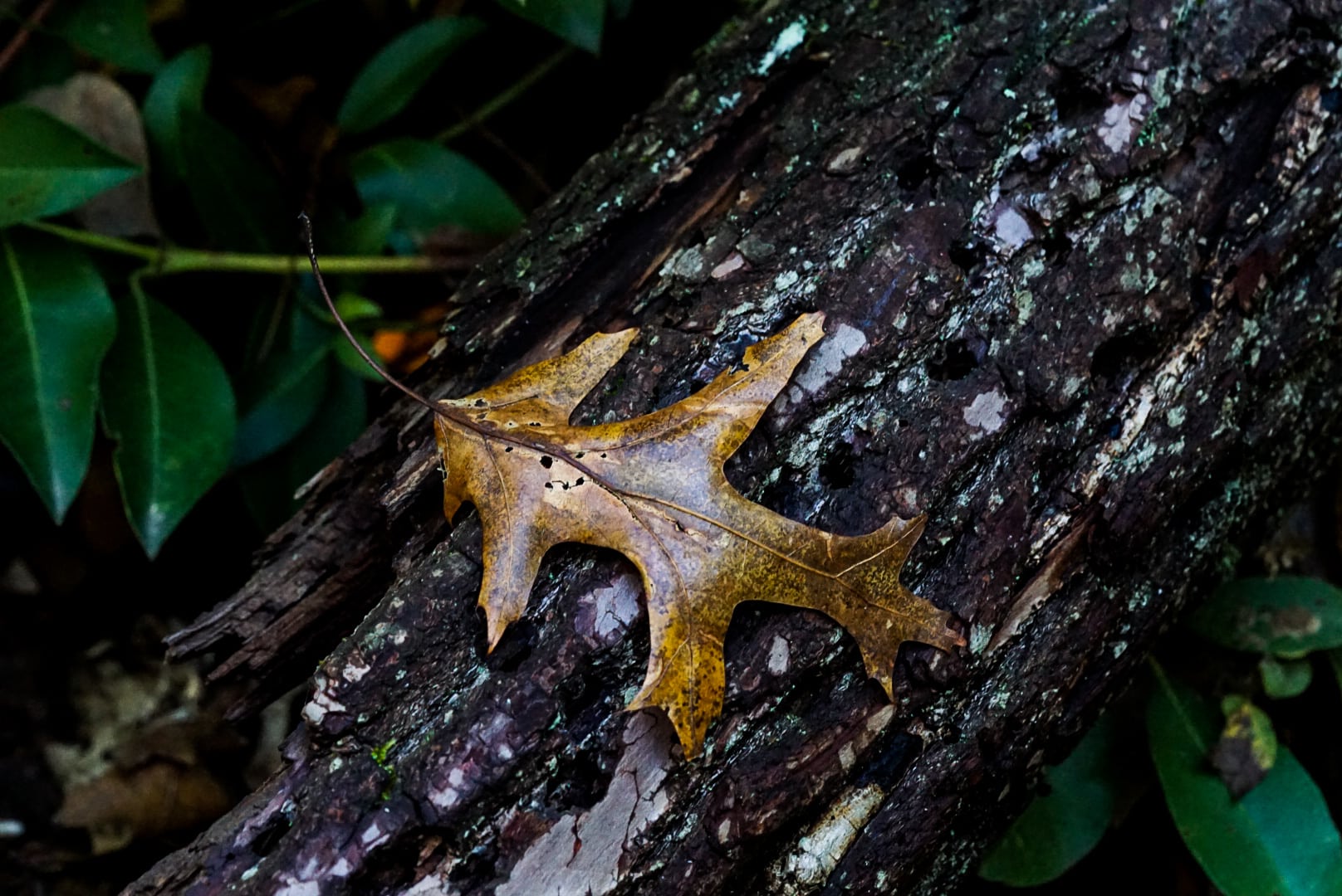 Frost Woods - East Brunswick, NJ