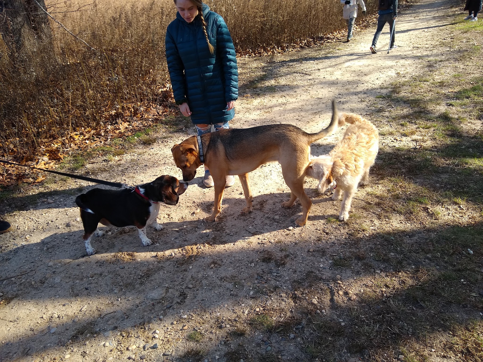 Springs Park Dog Park - East Hampton, NY