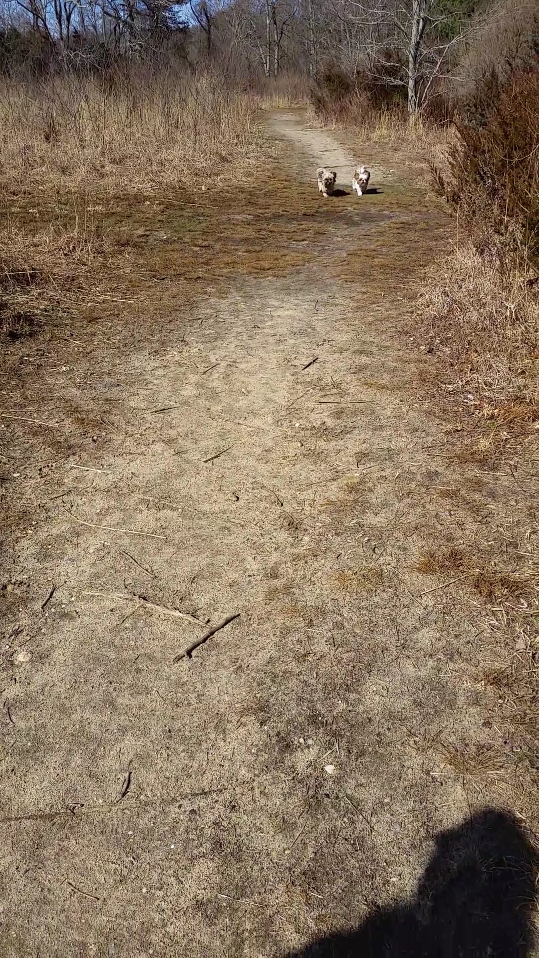 Springs Park Dog Park - East Hampton, NY