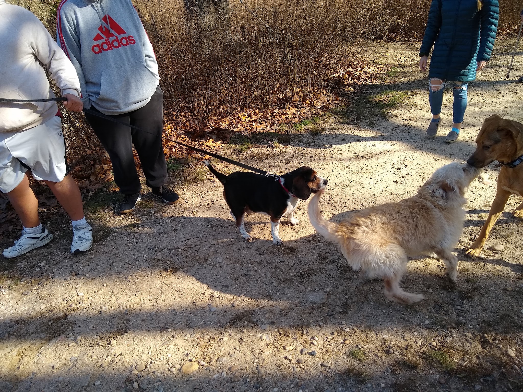 Springs Park Dog Park - East Hampton, NY