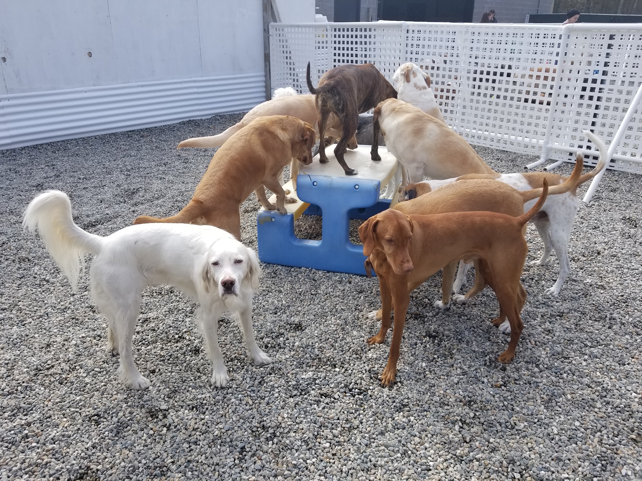 My Dog's Place LLC - East Lyme, CT