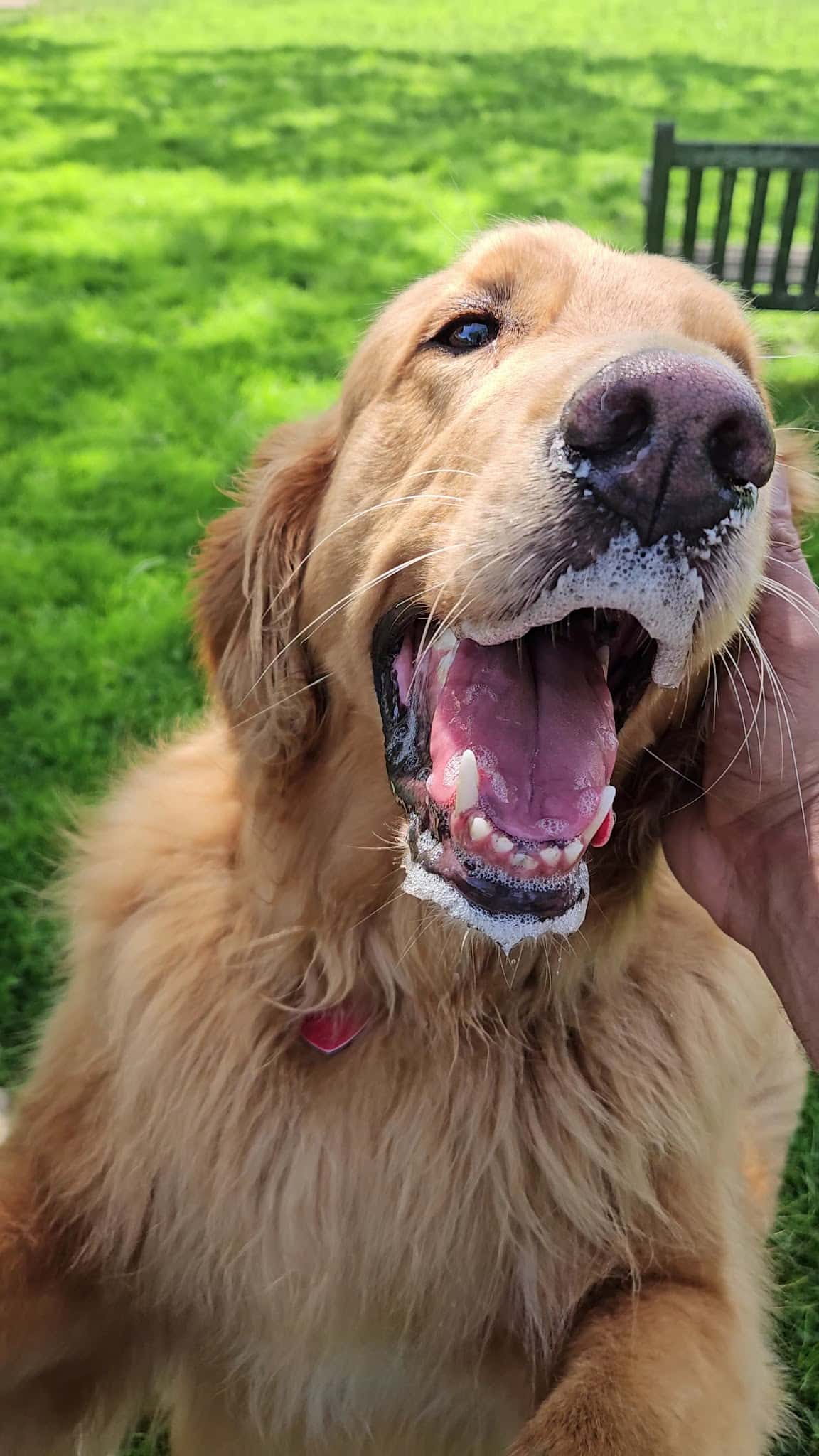 Dog Park - East Quogue, NY