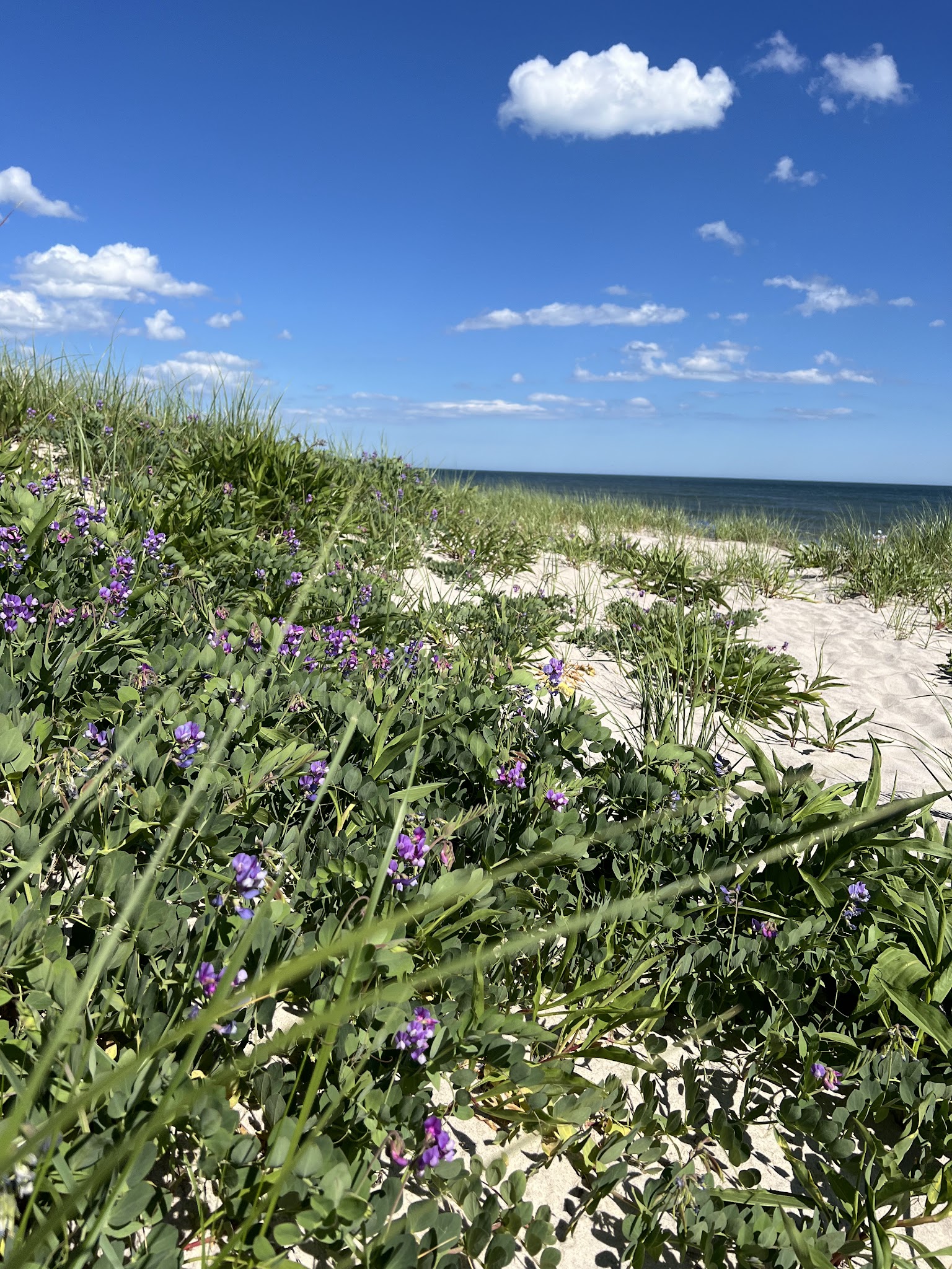 Dolphin Beach - East Quogue, NY