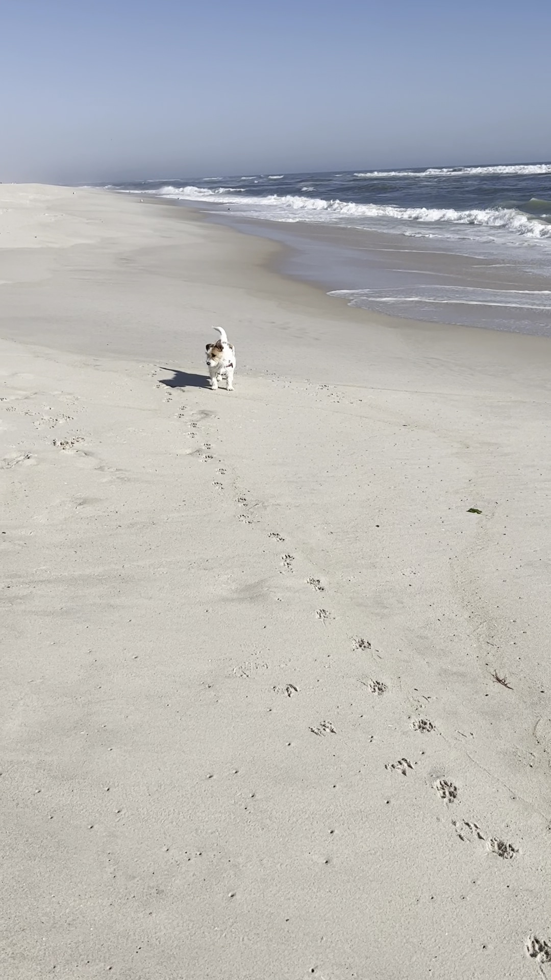 Dolphin Beach - East Quogue, NY