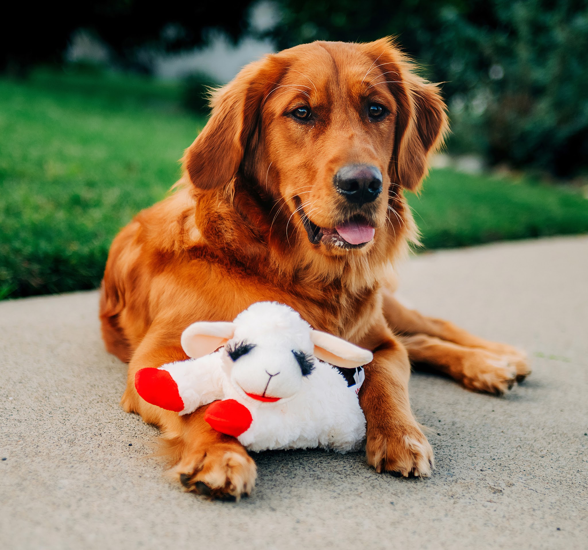 Multipet International - East Rutherford, NJ