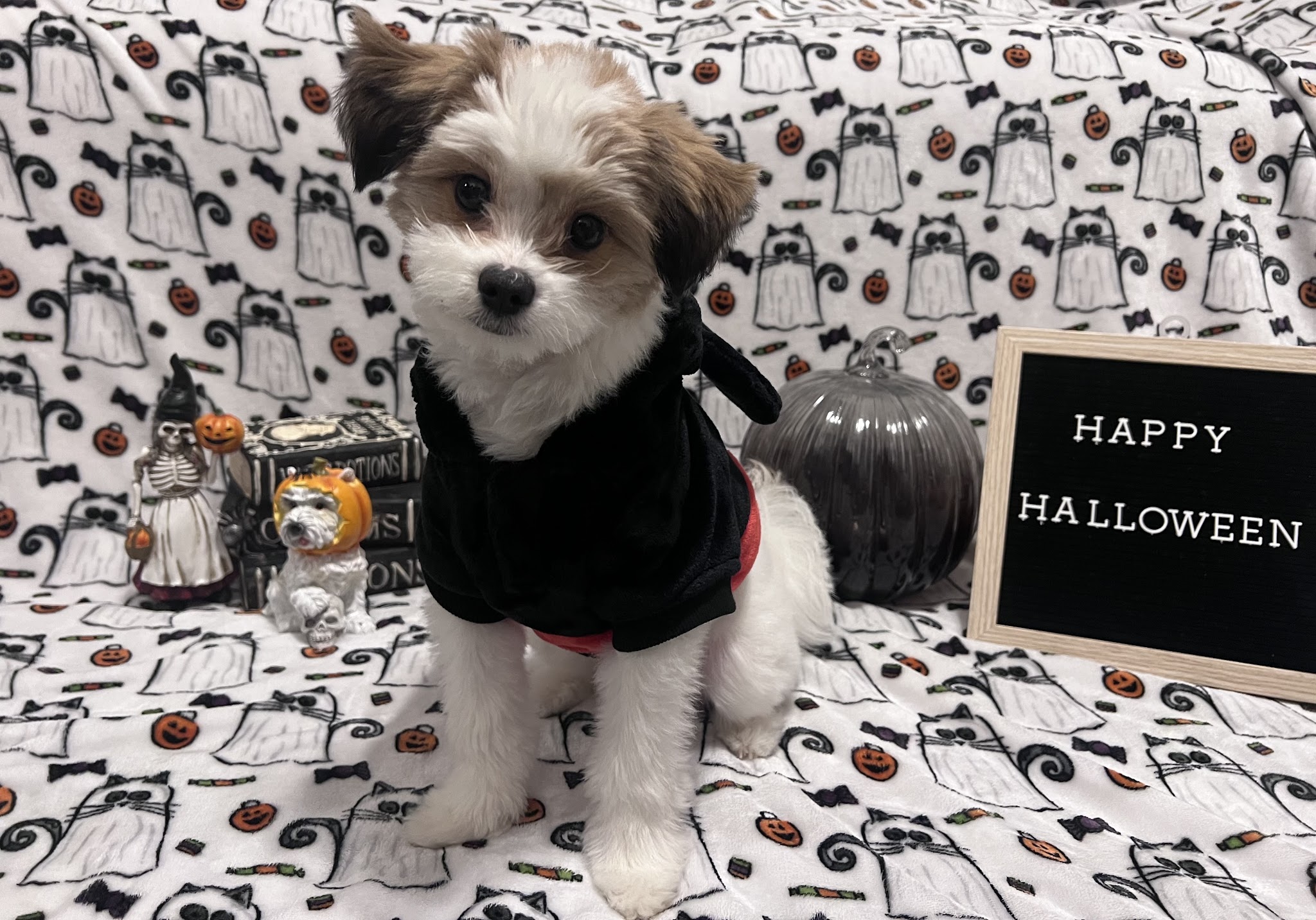 Prideful Grooming - East Rutherford, NJ
