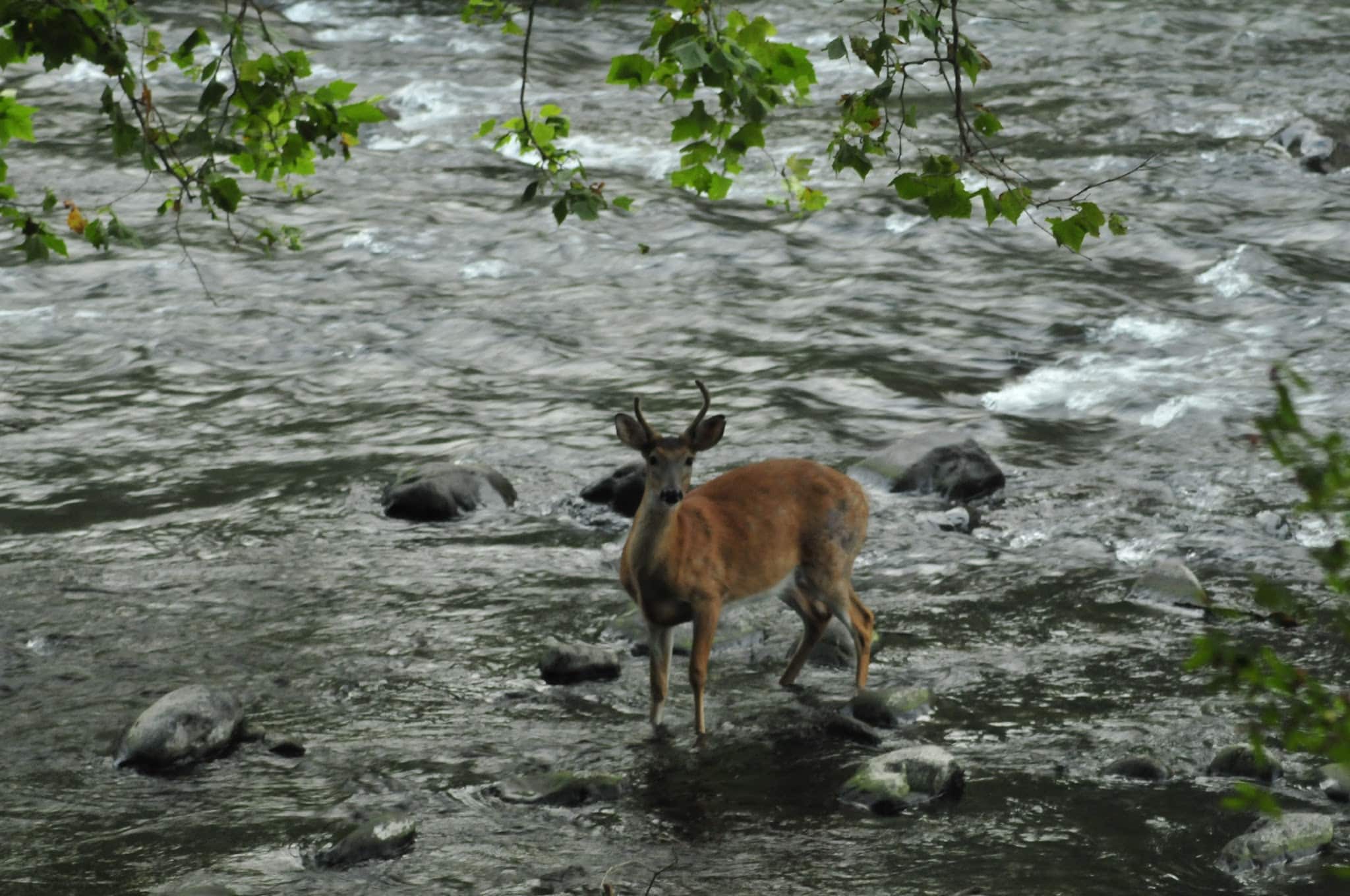 Brodhead Creek Park - East Stroudsburg, PA
