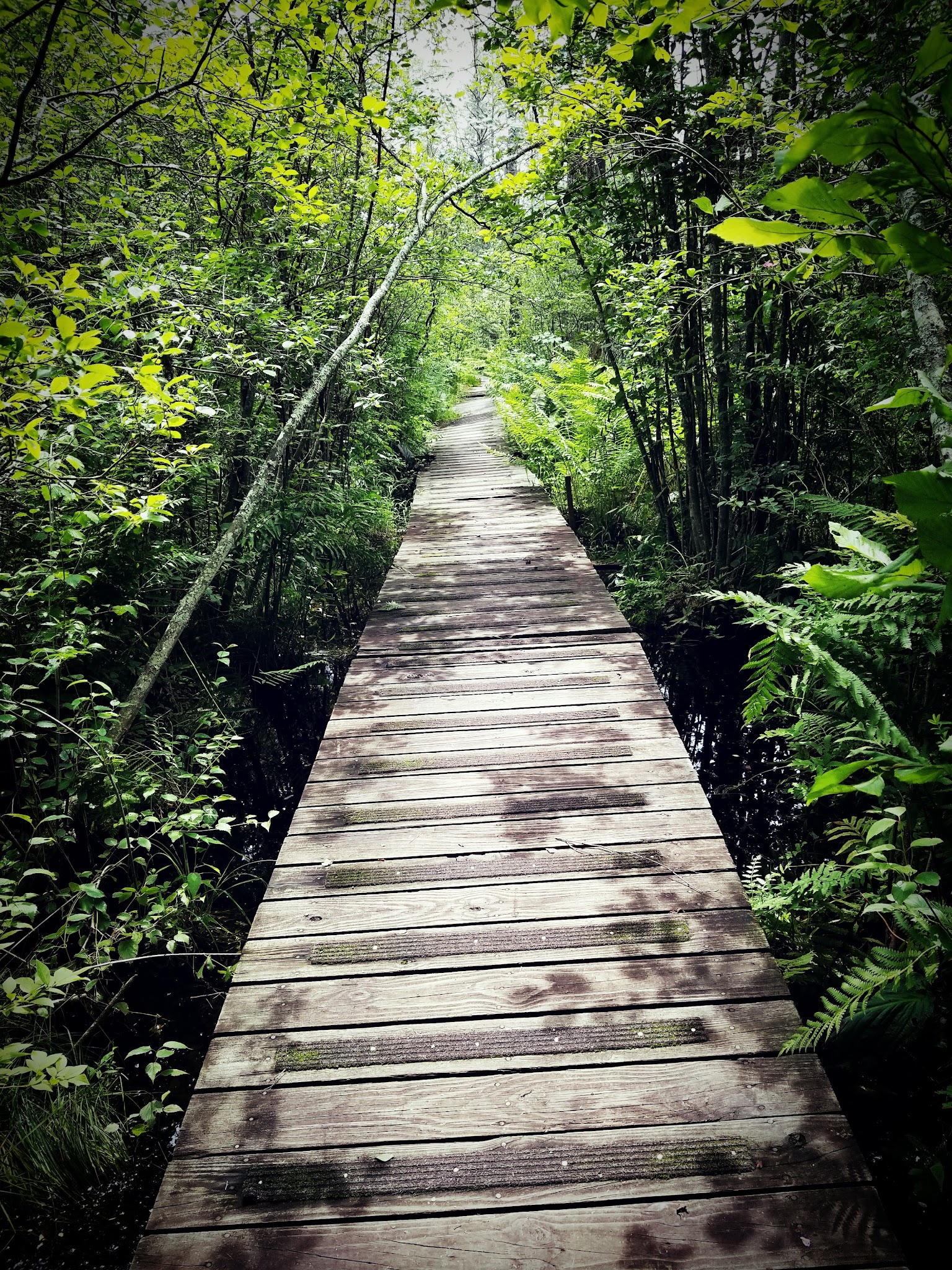 Tannersville Cranberry Bog Preserve - East Stroudsburg, PA