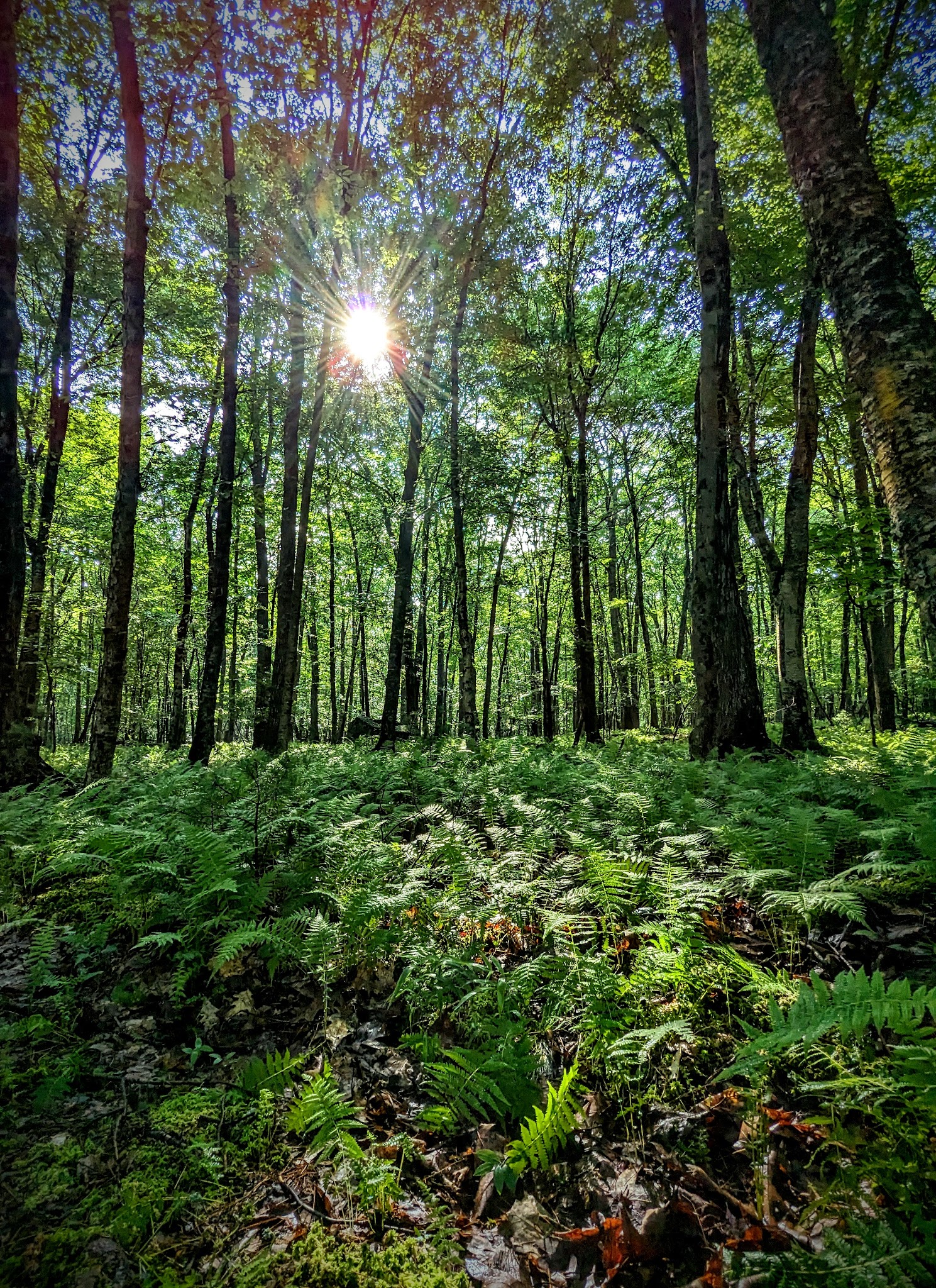 Tannersville Cranberry Bog Preserve - East Stroudsburg, PA