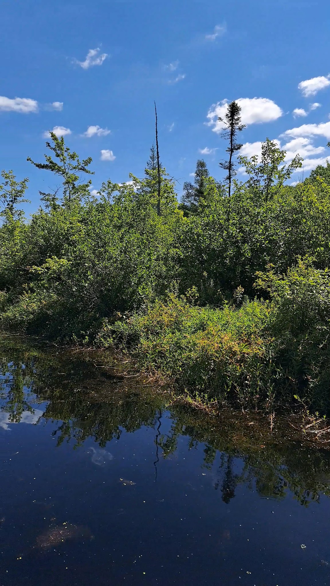 Tannersville Cranberry Bog Preserve - East Stroudsburg, PA