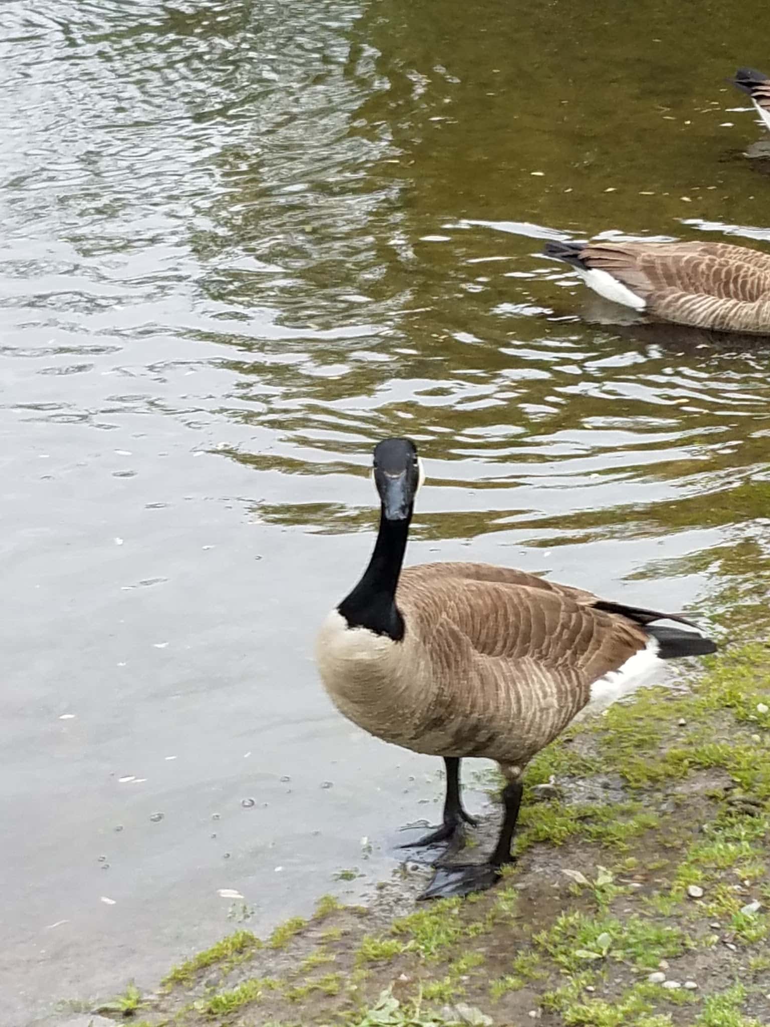 Waterfront Park - East Stroudsburg, PA