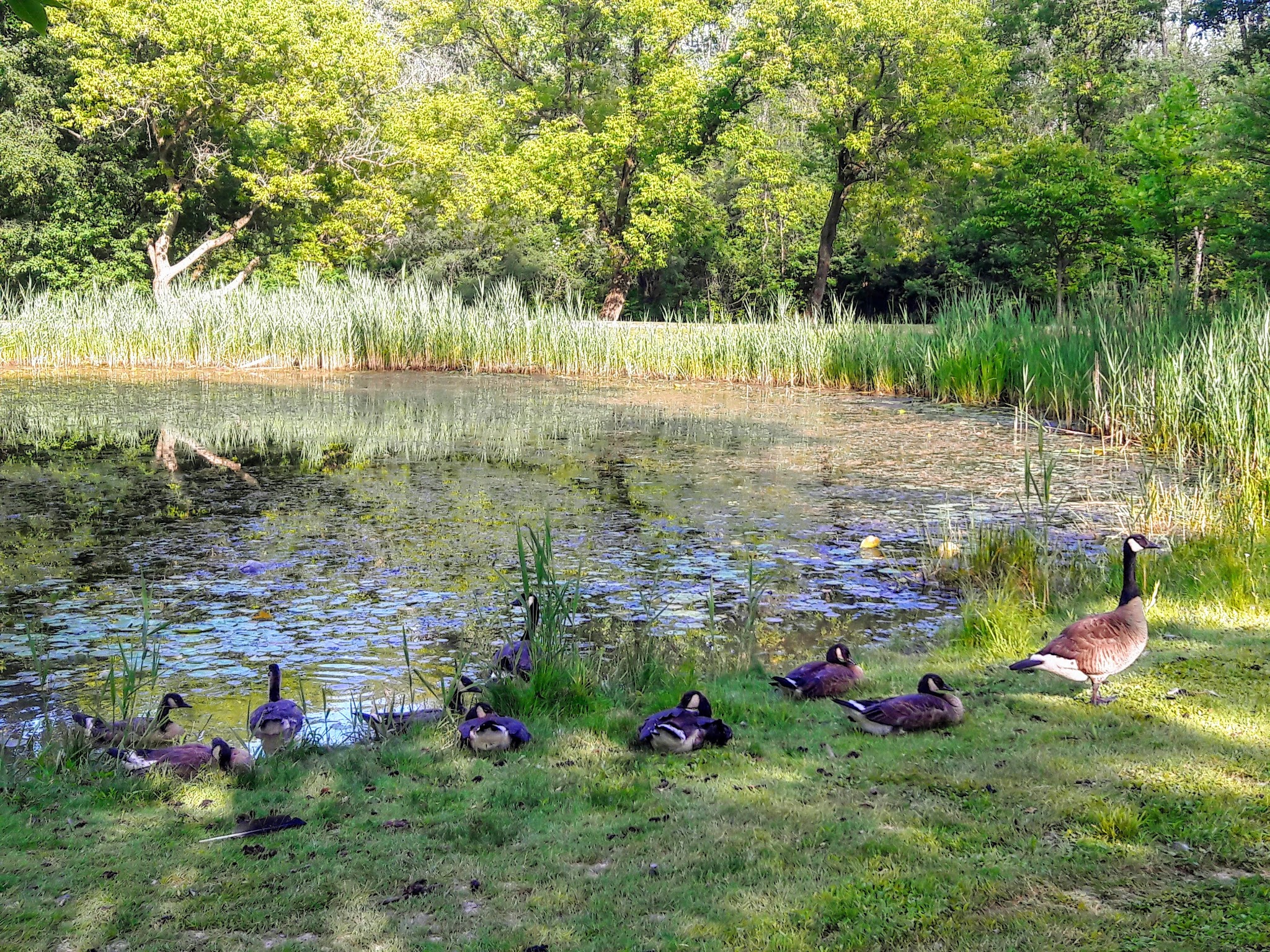 Ryder Park - East Syracuse, NY