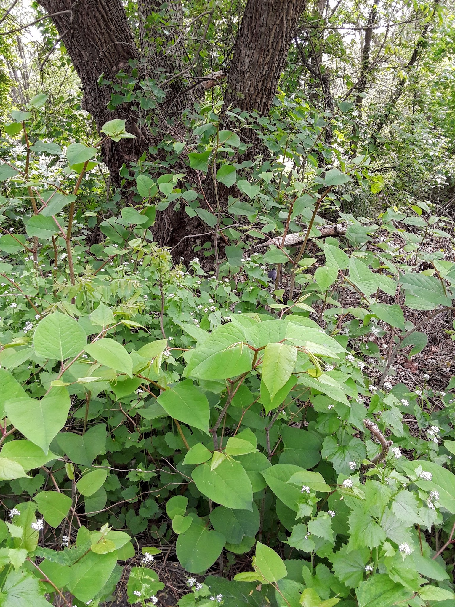 Leewood Park - Eastchester, NY