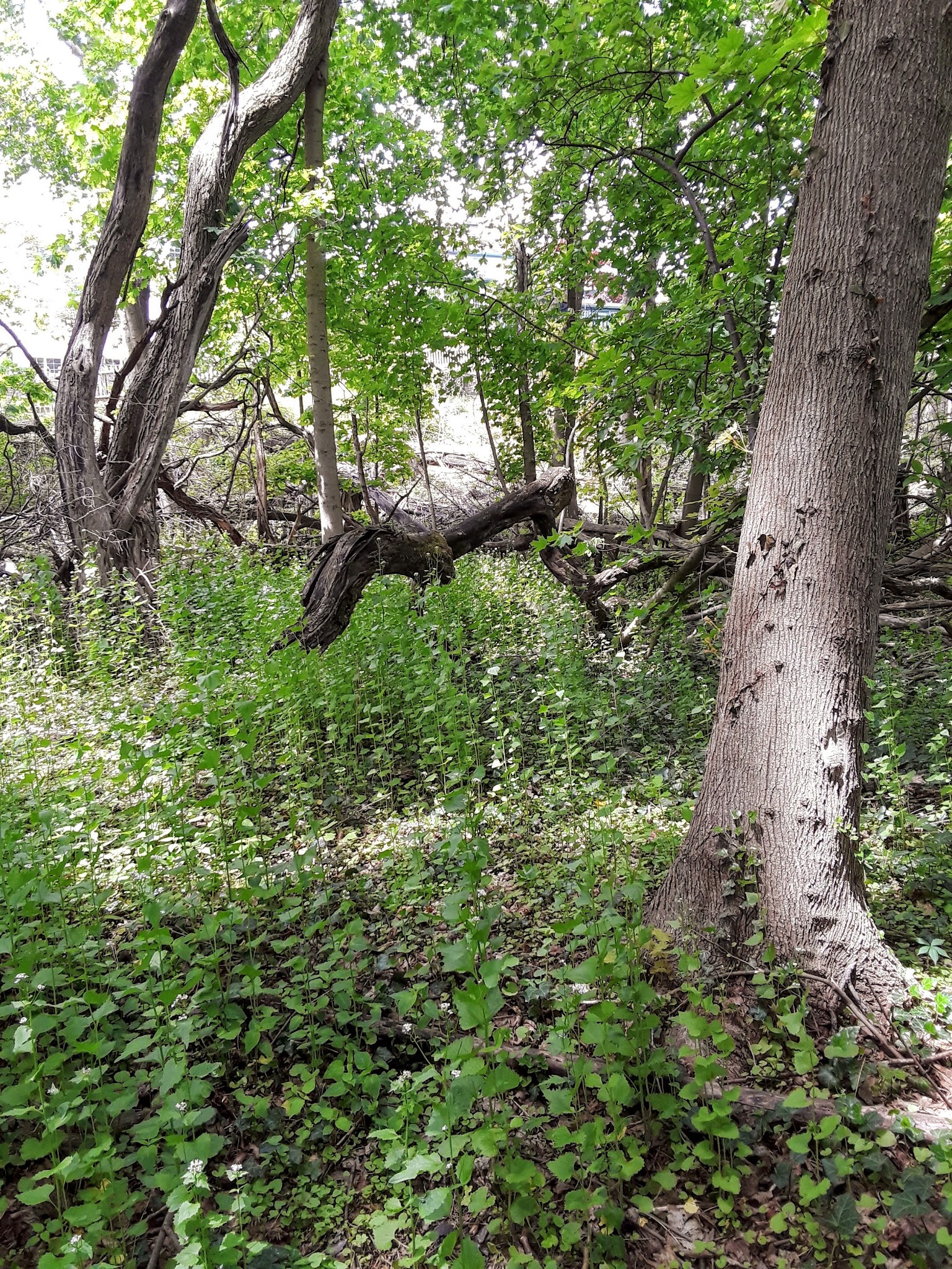 Leewood Park - Eastchester, NY