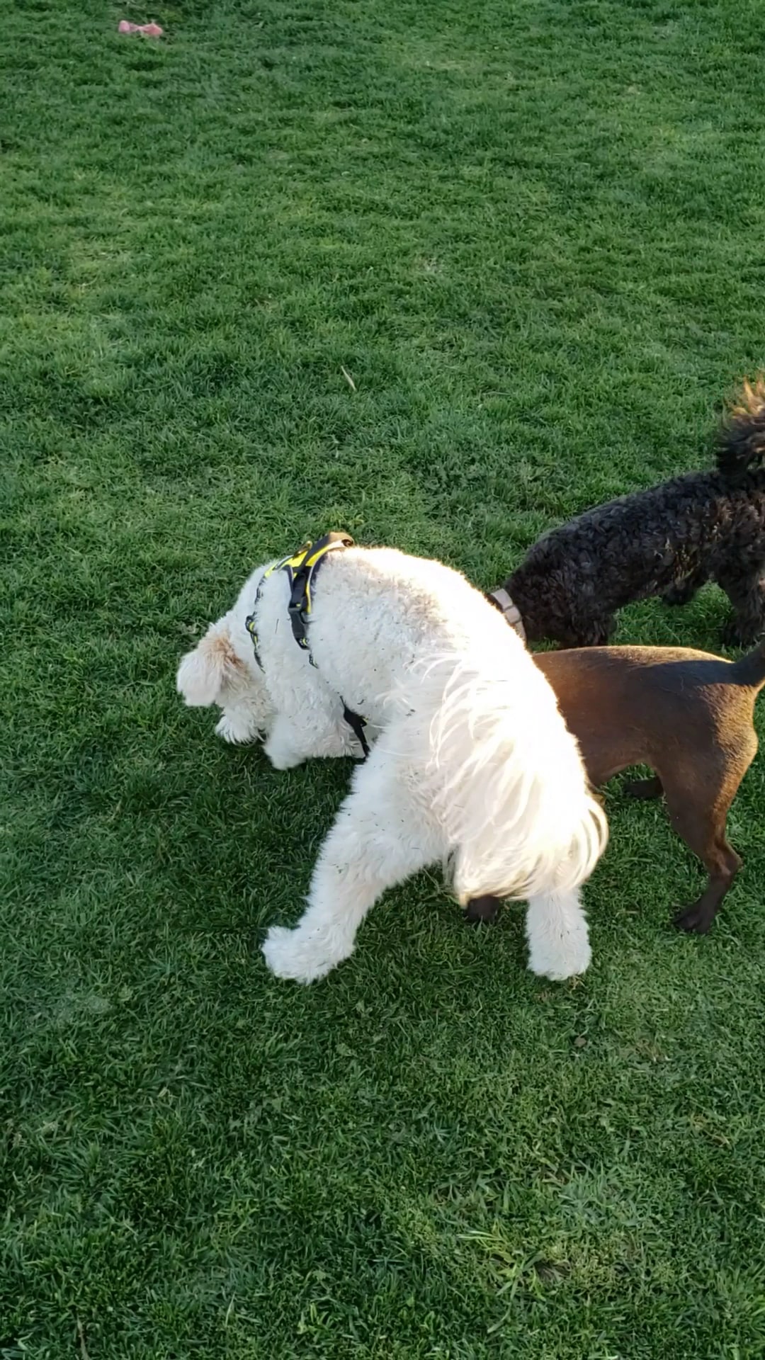 Harada Dog Park - Eastvale, CA