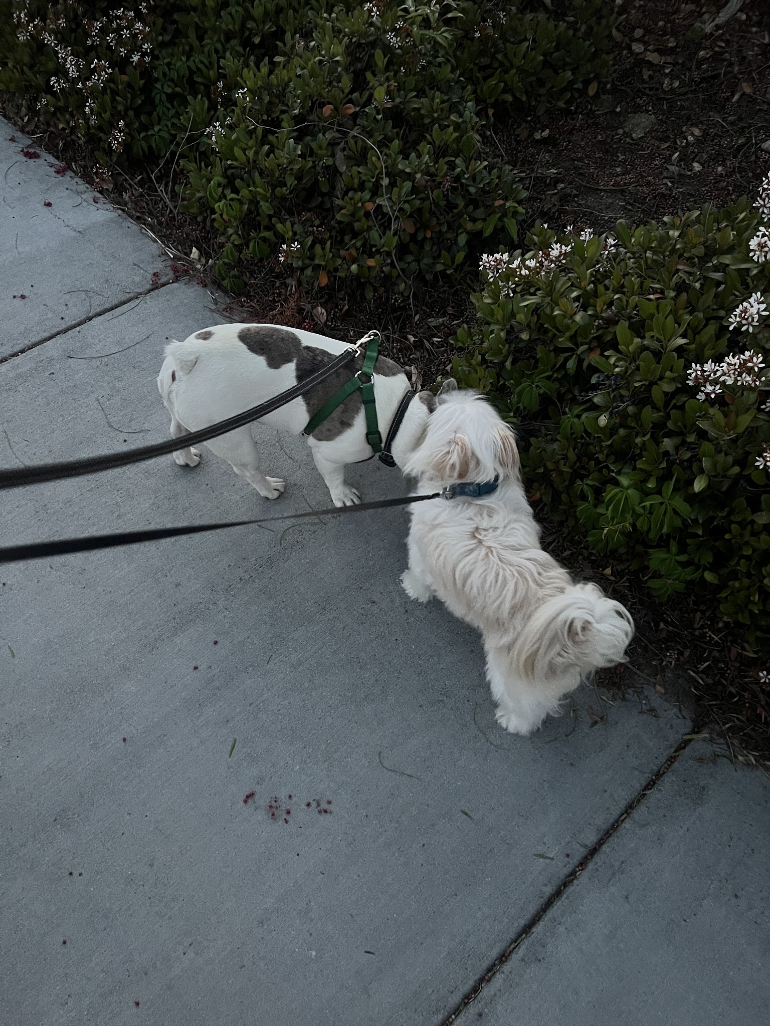Dairyland Dog Park - Eastvale, CA