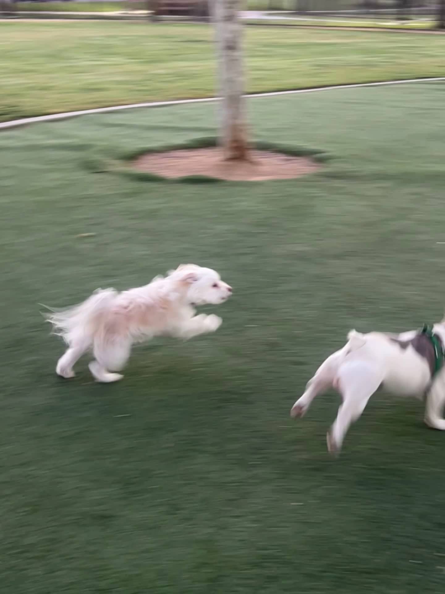 Dairyland Dog Park - Eastvale, CA