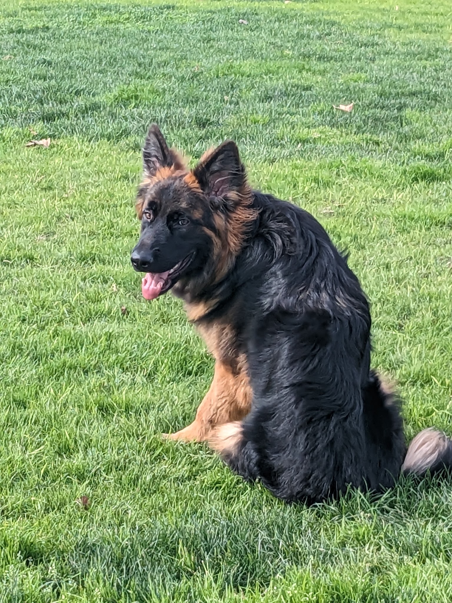 Dairyland Dog Park - Eastvale, CA